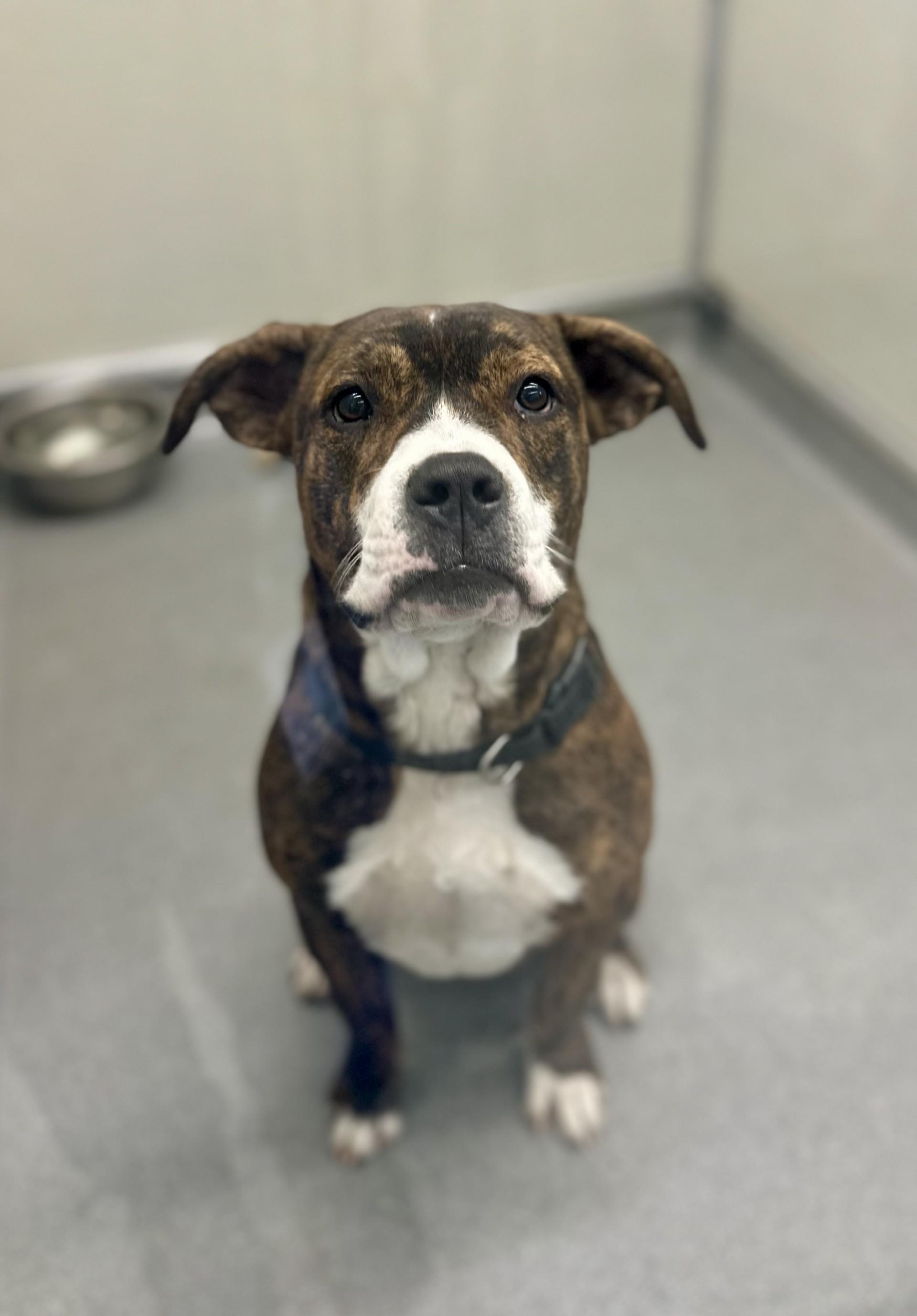 Cutie #1693 (801), ADOPTABLE, Adult Female Pit Bull Terrier.