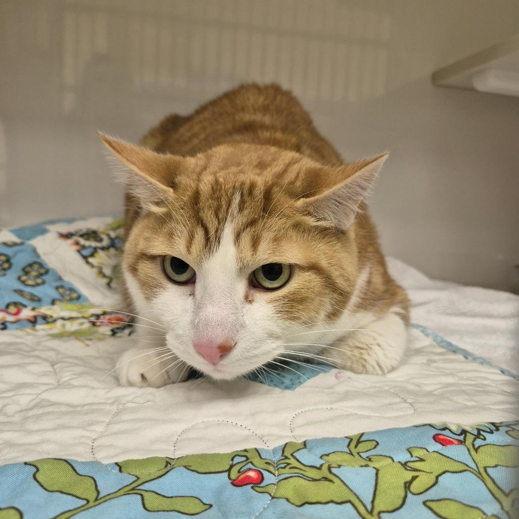 Fin, Adoptable, Senior Male Domestic Short Hair.