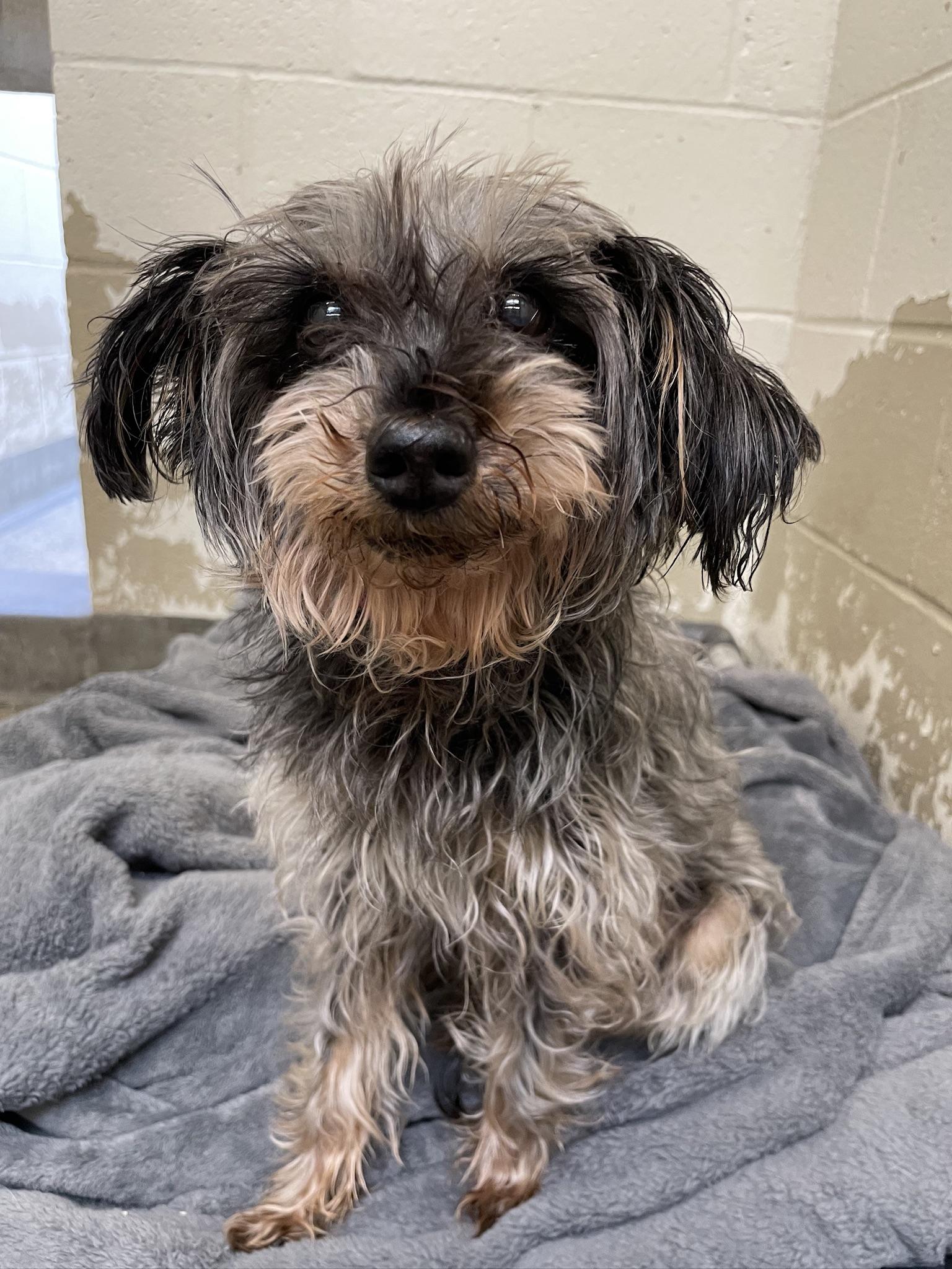 Avocado, Adoptable, Senior Male Yorkie Poo.