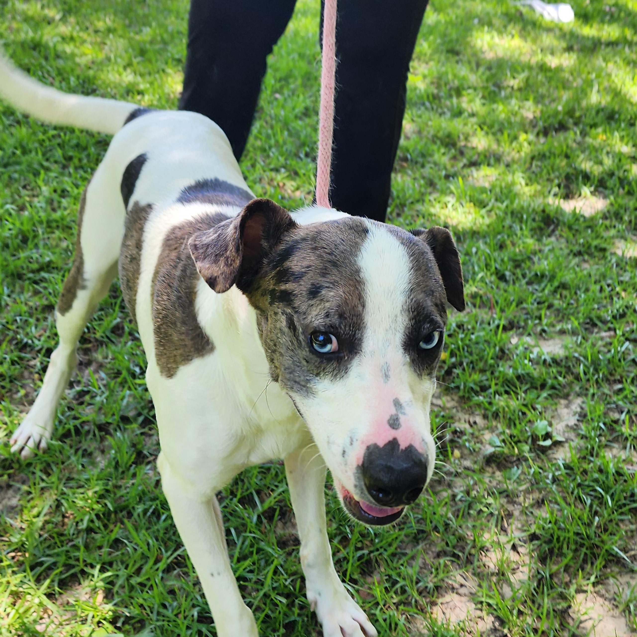 Ruger, a ADOPTABLE Mixed Breed in Slidell, LA image 2/3