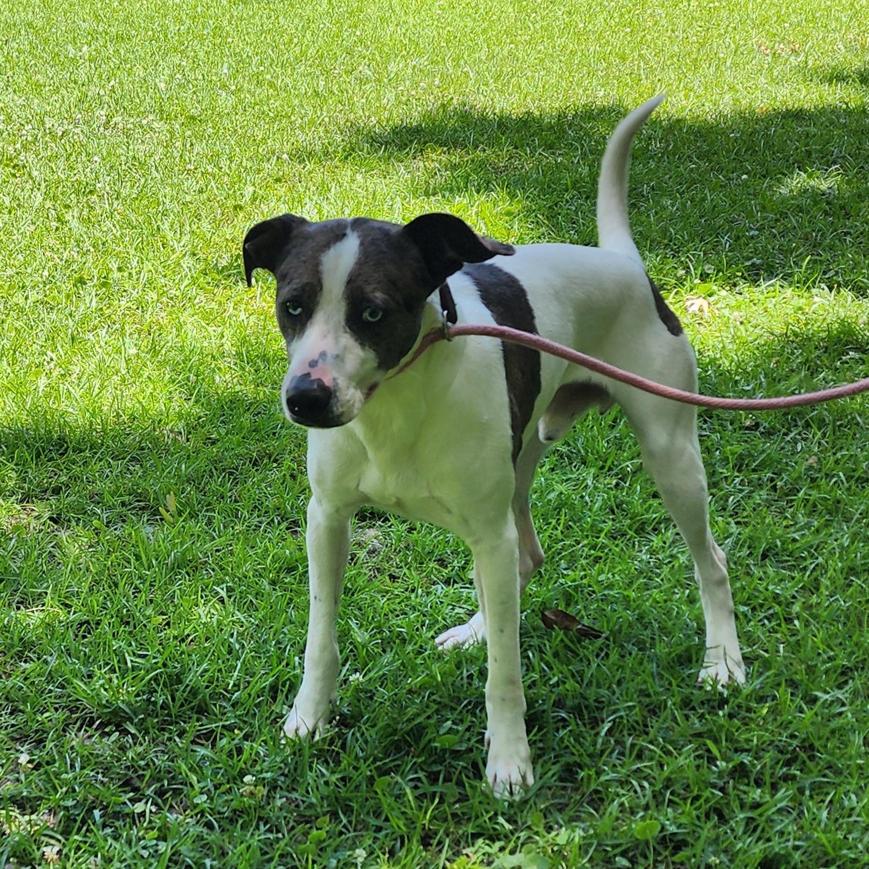 Ruger, a ADOPTABLE Mixed Breed in Slidell, LA image 3/3