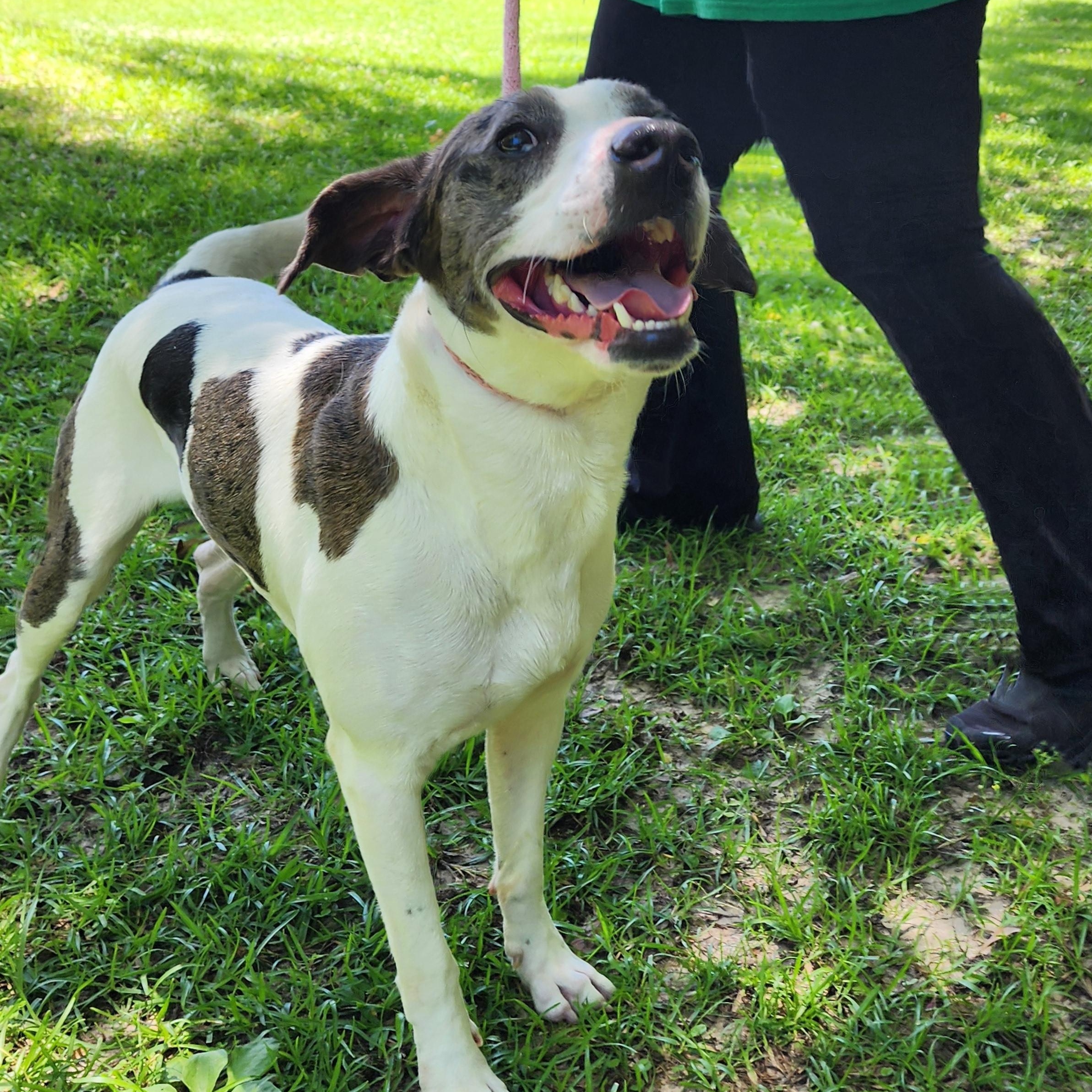 Ruger, a ADOPTABLE Mixed Breed in Slidell, LA image 1/3