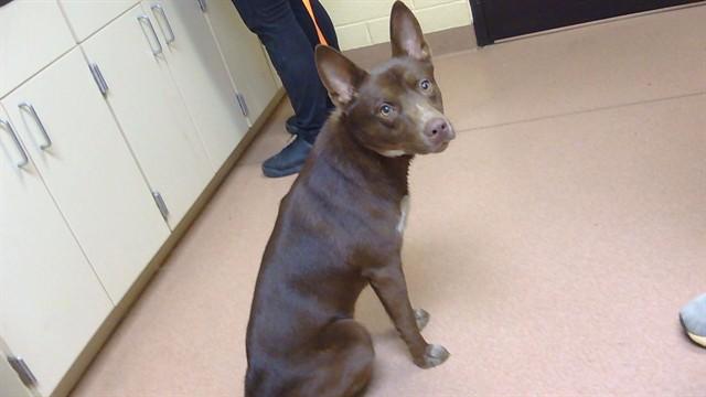 PRINCE CHARMING, Adoptable, Young Male Australian Kelpie & Australian Cattle Dog / Blue Heeler.