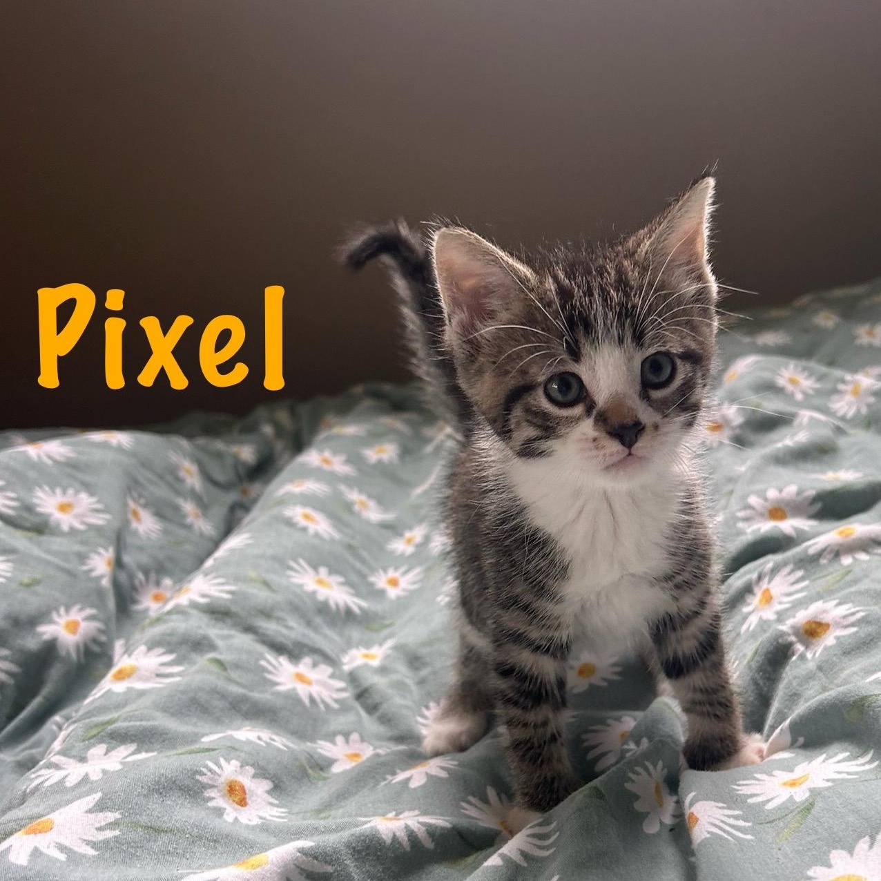 Pixel, Baby Male Domestic Short Hair