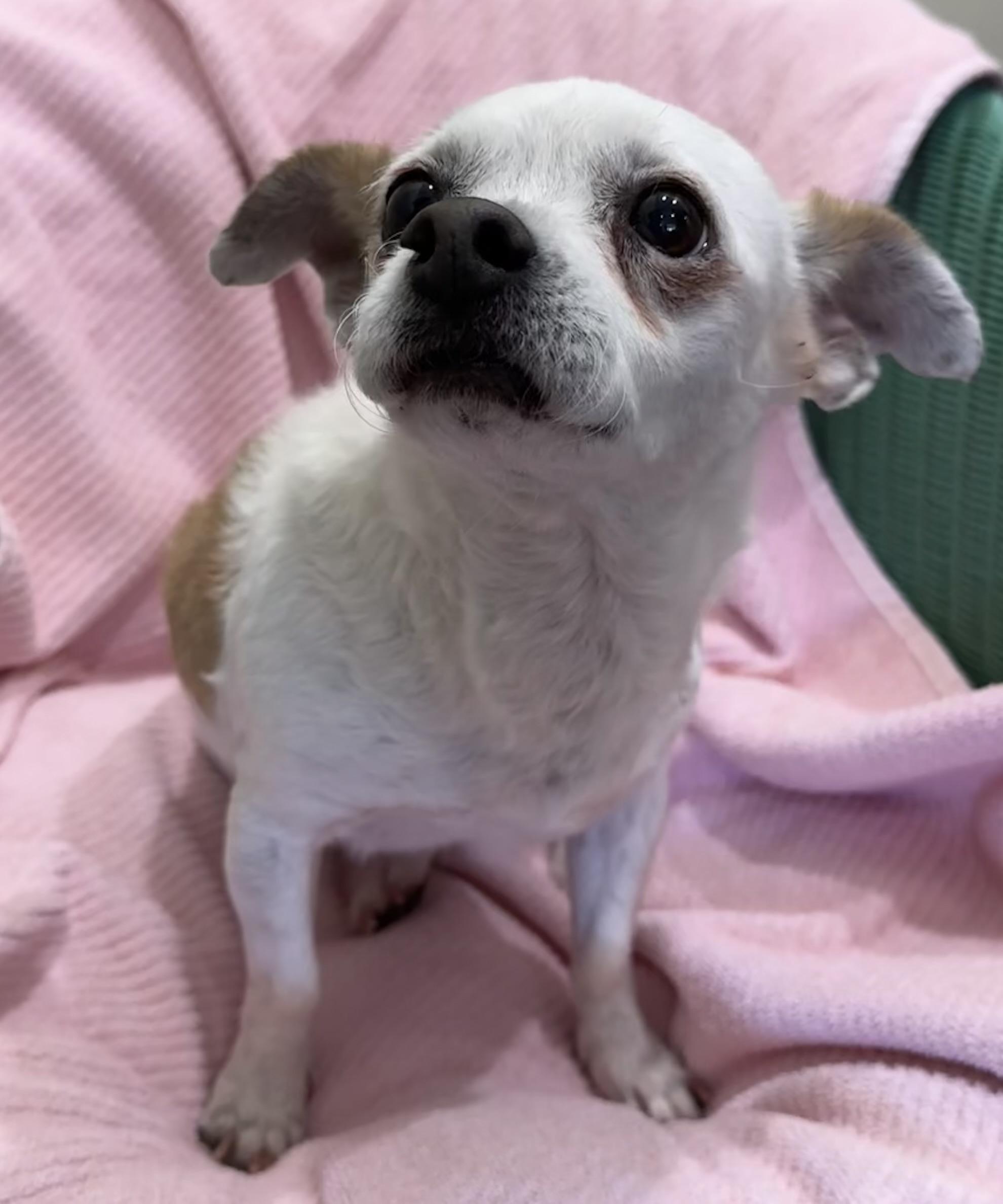 Katie , an adopted mixed breed in Lawrenceville, GA image 4/6