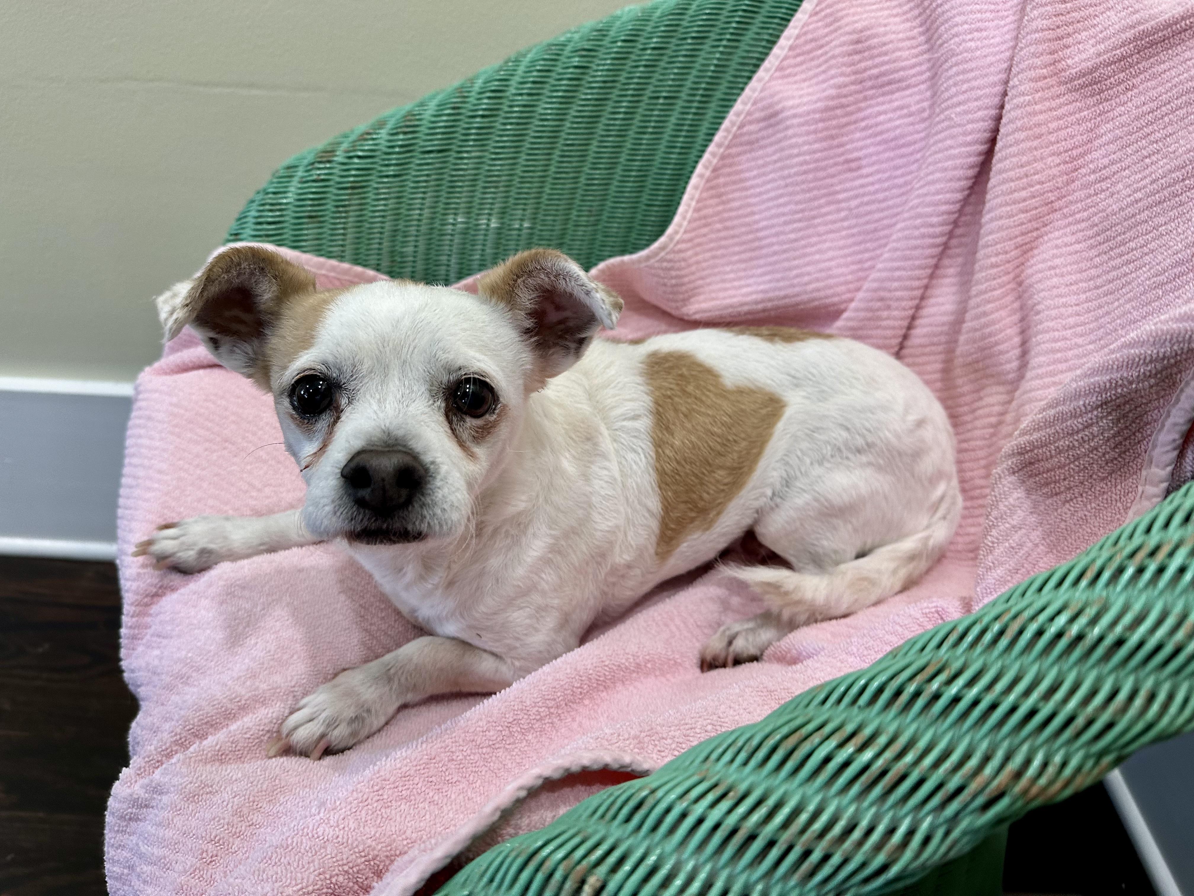 Katie , adopted, Adult Female Chihuahua.