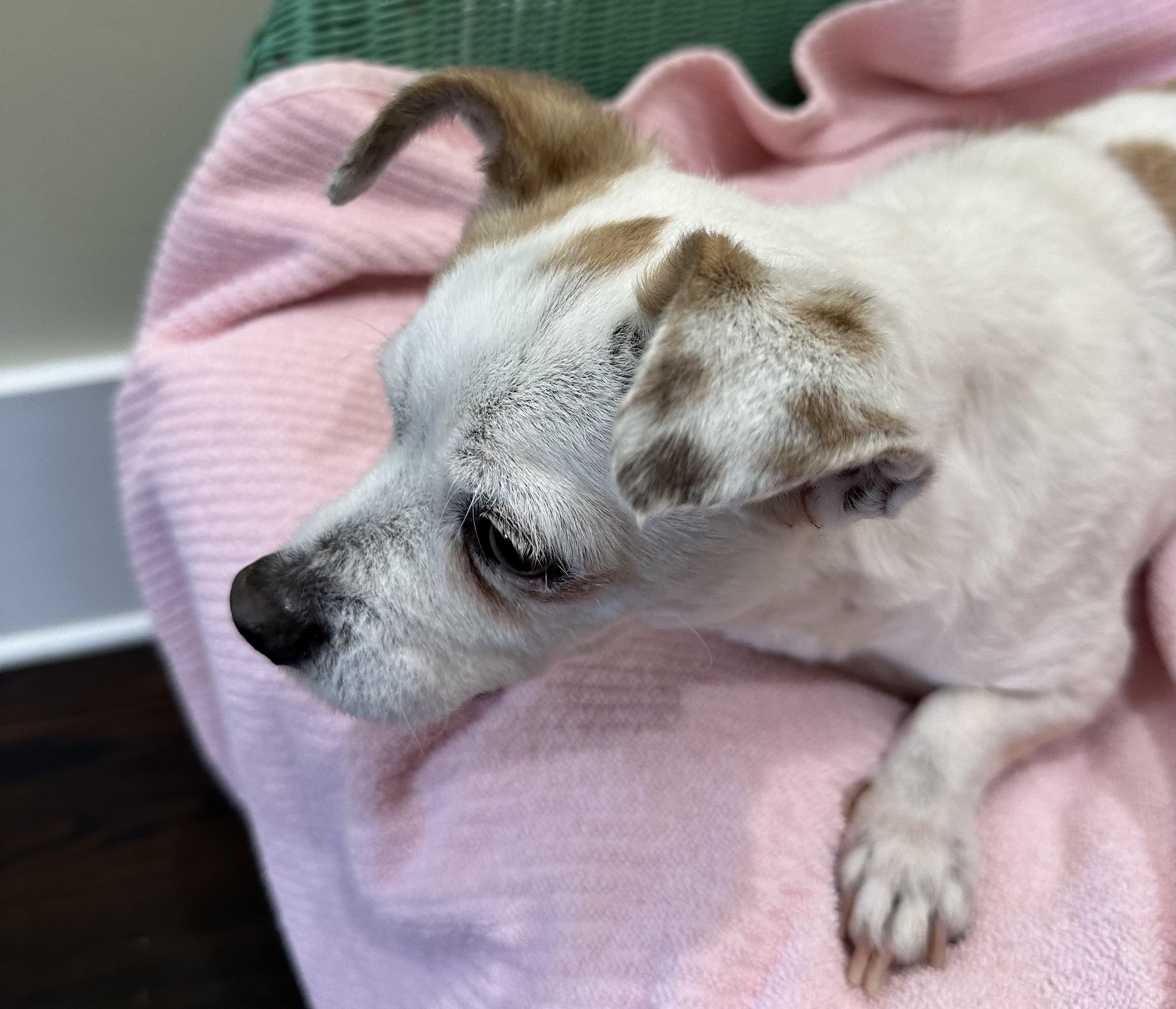 Katie , an adopted mixed breed in Lawrenceville, GA image 3/6