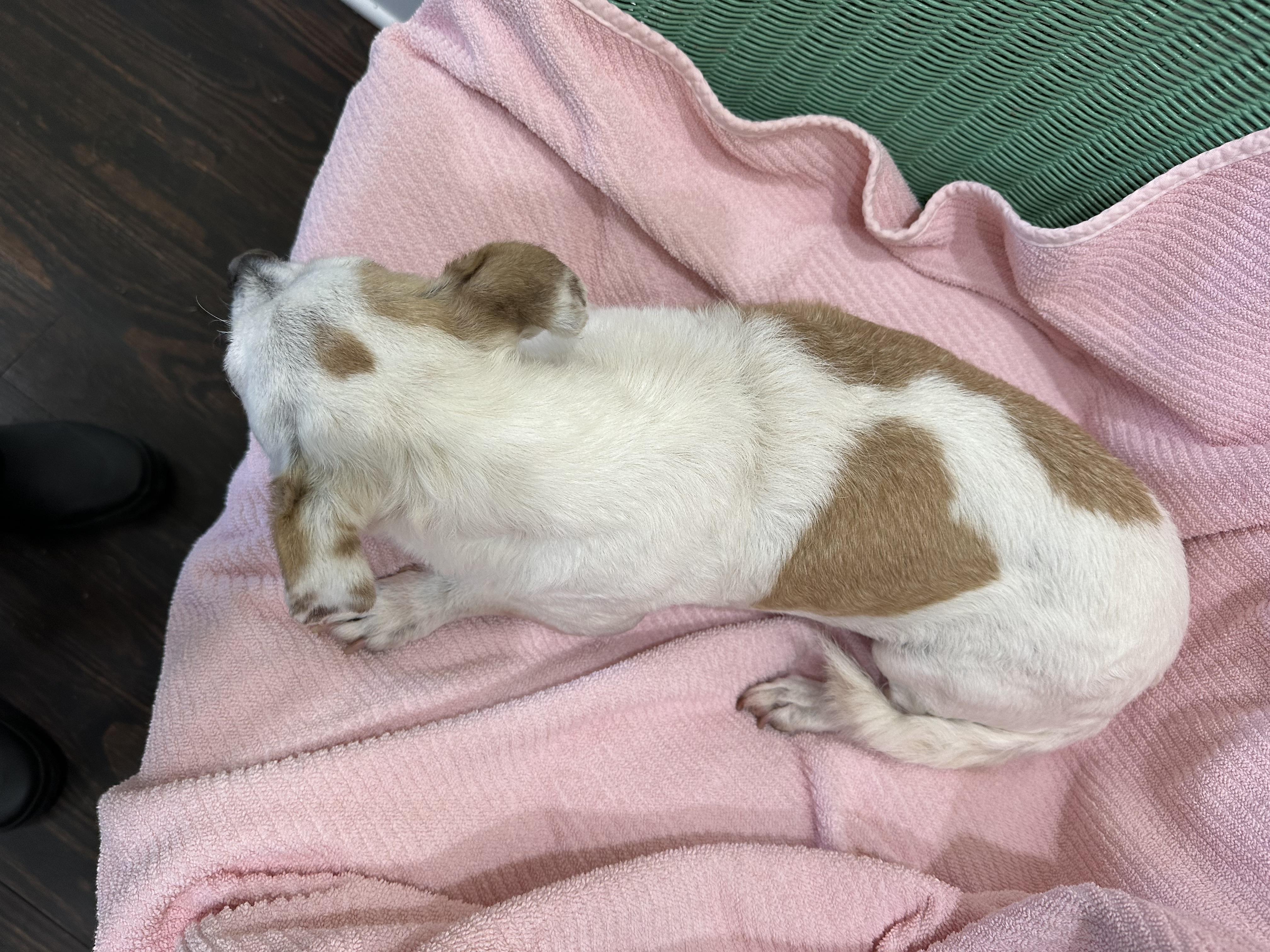 Katie , an adopted mixed breed in Lawrenceville, GA image 2/6