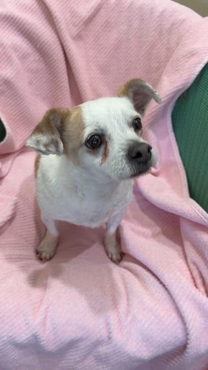 Enlarge Katie , an adopted mixed breed in Lawrenceville, GA video 6/6