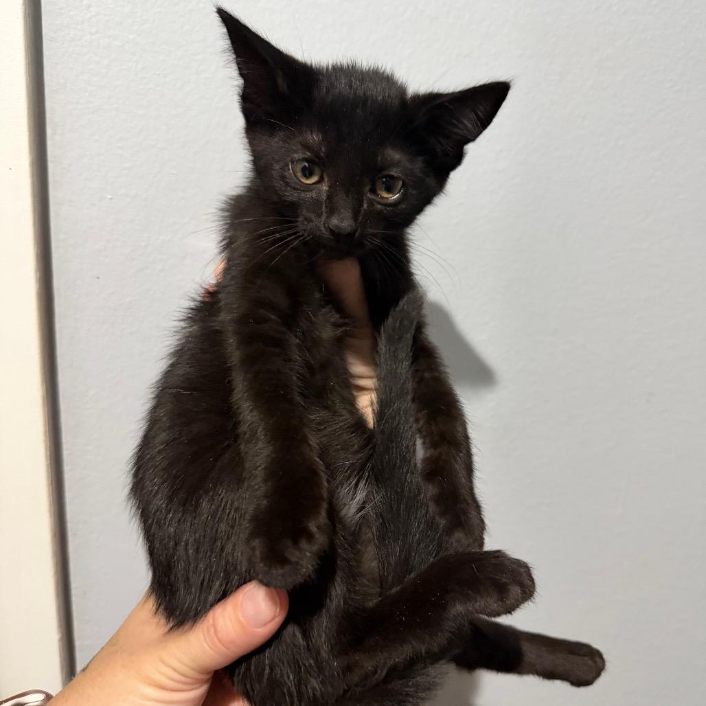 Enlarge Belle, a Adoptable Domestic Short Hair in Simi Valley, CA image 1/1
