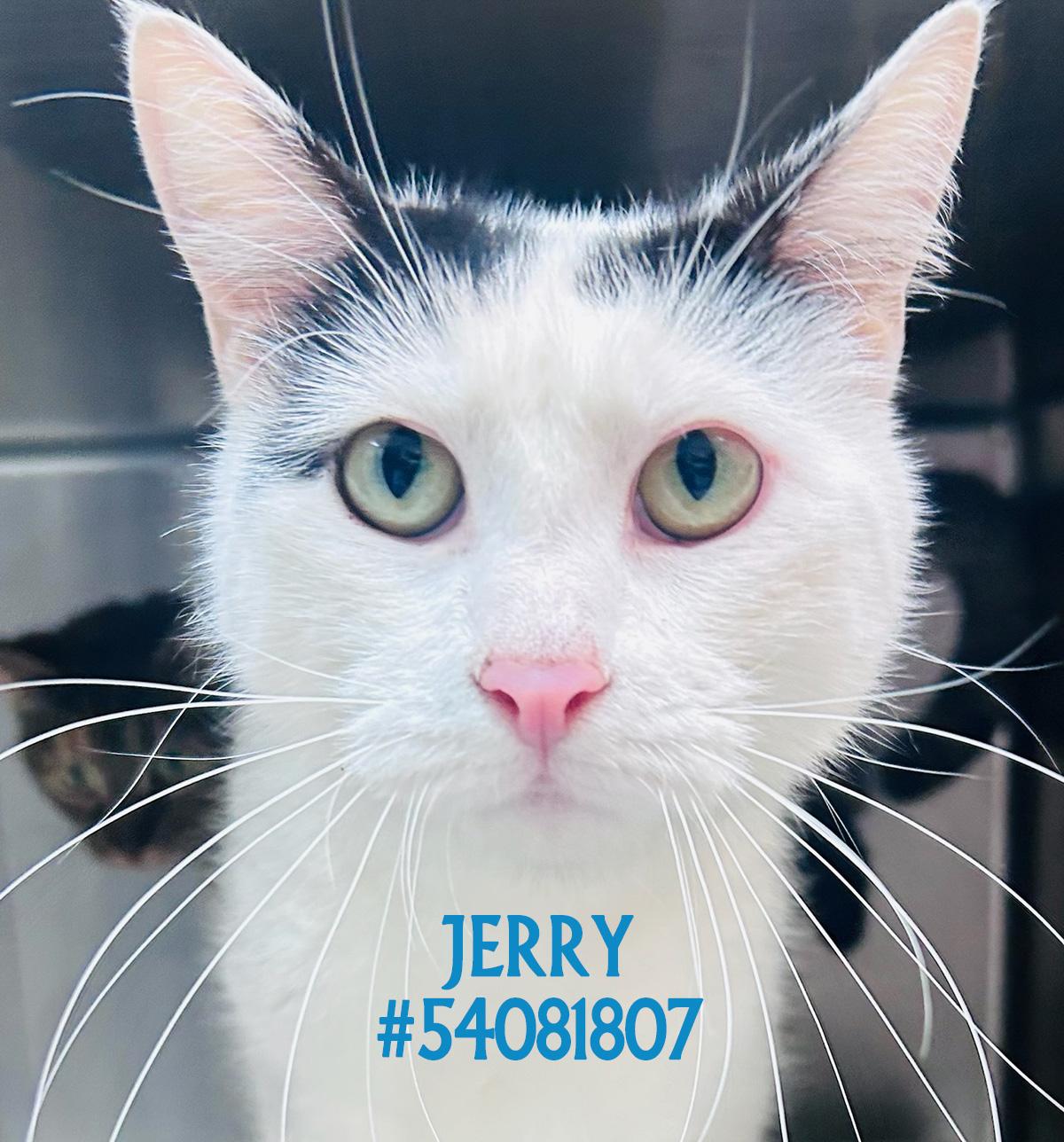 Jerry