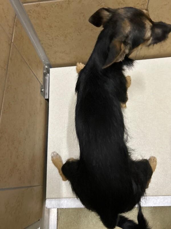 Cassie, Adoptable, Adult Female Chihuahua.