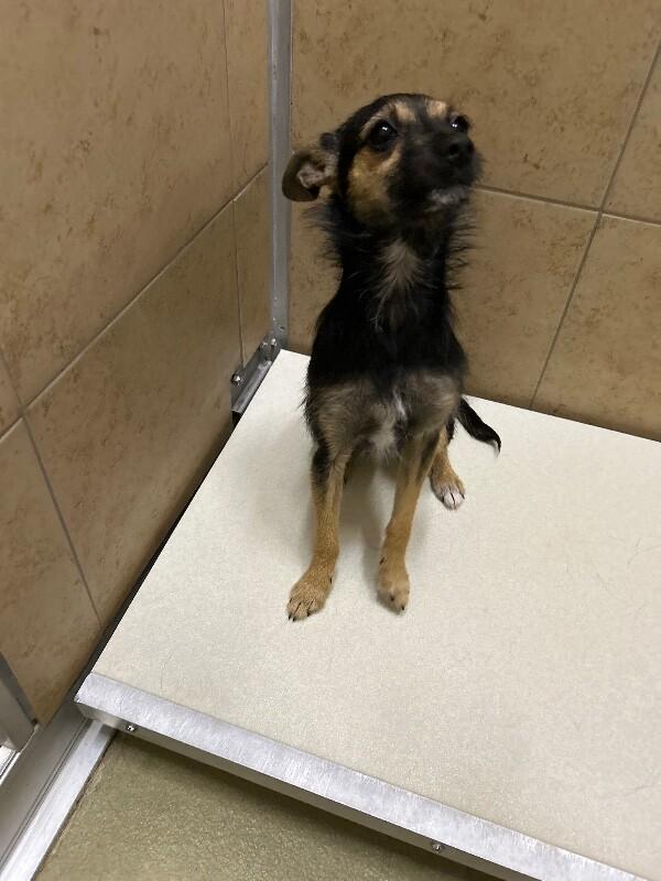 Enlarge Cassie, a Adoptable Chihuahua in Hobbs, NM image 2/5