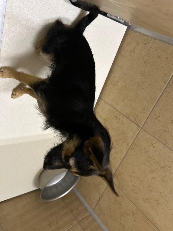 Enlarge Cassie, a Adoptable Chihuahua in Hobbs, NM image 3/5