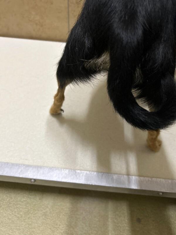 Enlarge Cassie, a Adoptable Chihuahua in Hobbs, NM image 5/5