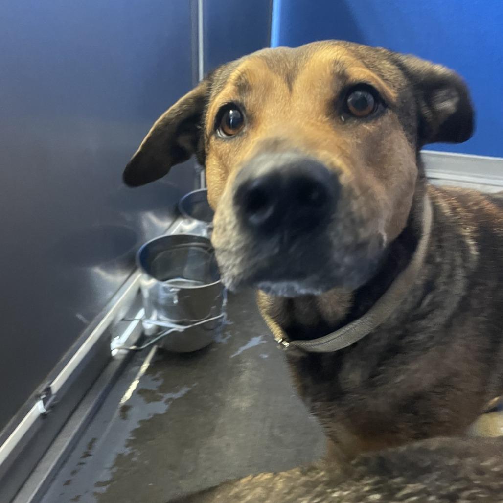 Selena, Adoptable, Adult Female Shepherd & Mixed Breed.