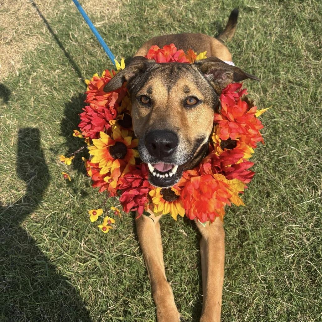 Enlarge Selena, a Adoptable mixed breed in Dickinson, TX image 5/6