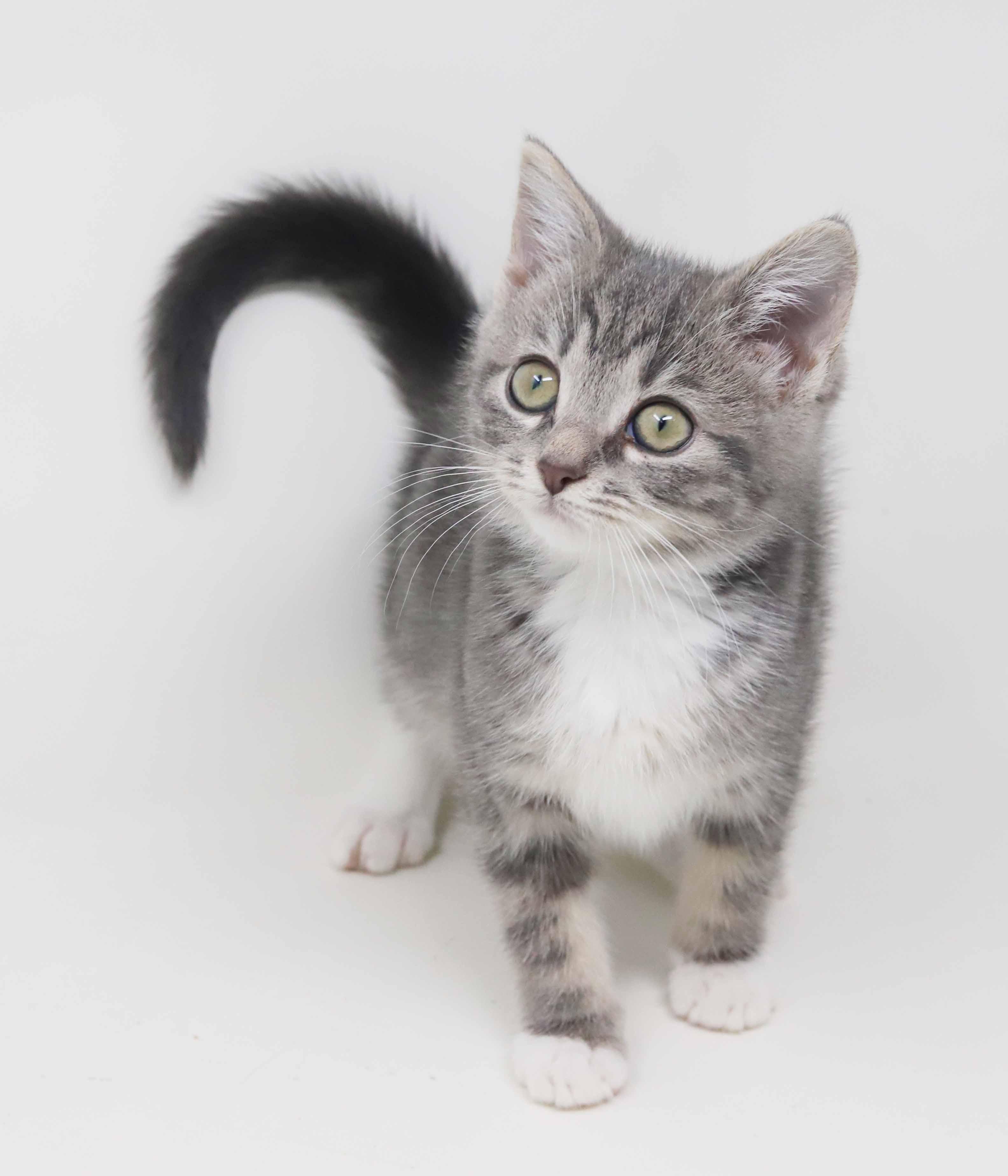 Daffodil and Dixon - teeny tiny darlings!  SOOO fun!