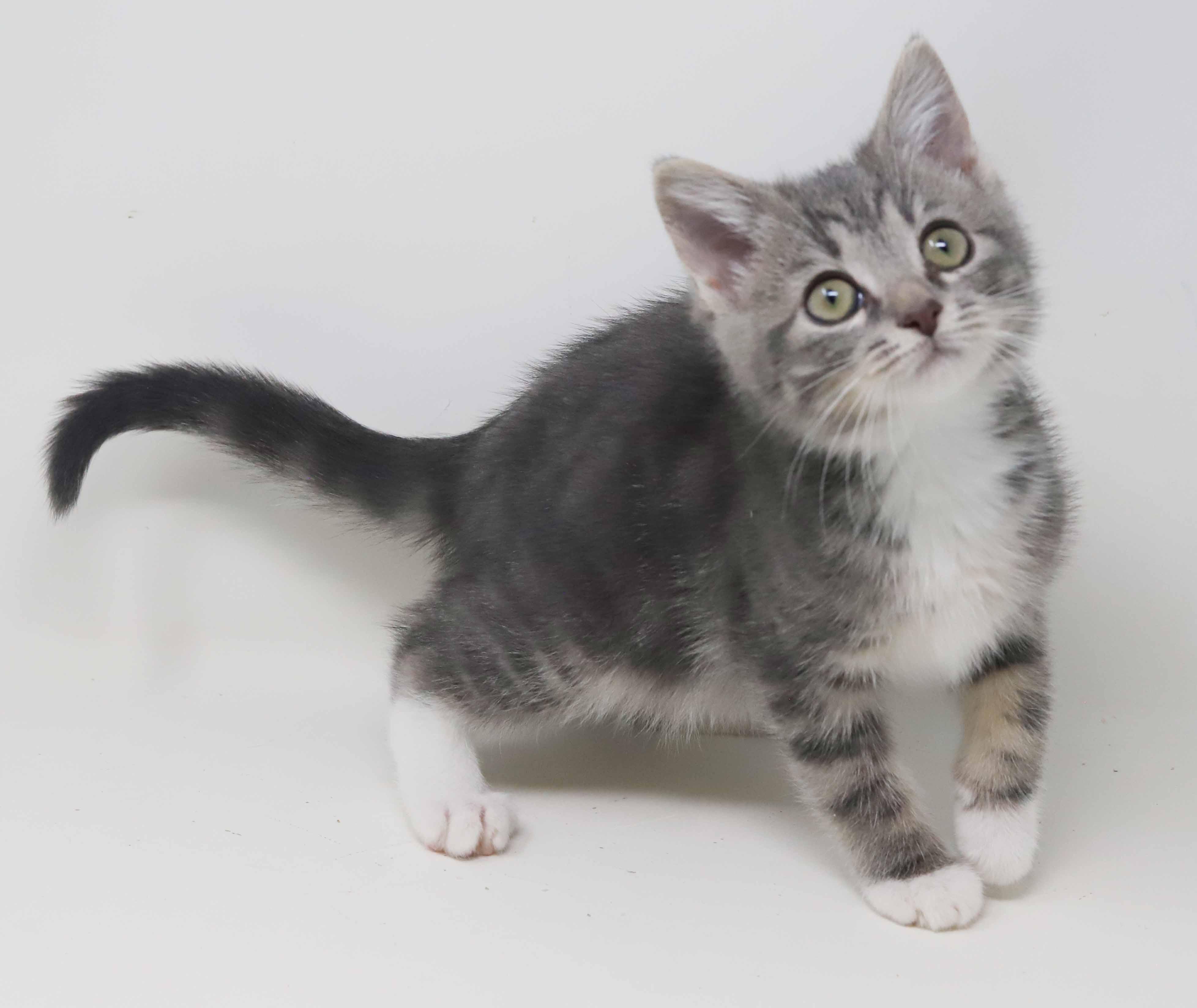 Daffodil and Dixon - teeny tiny darlings!  SOOO fun!