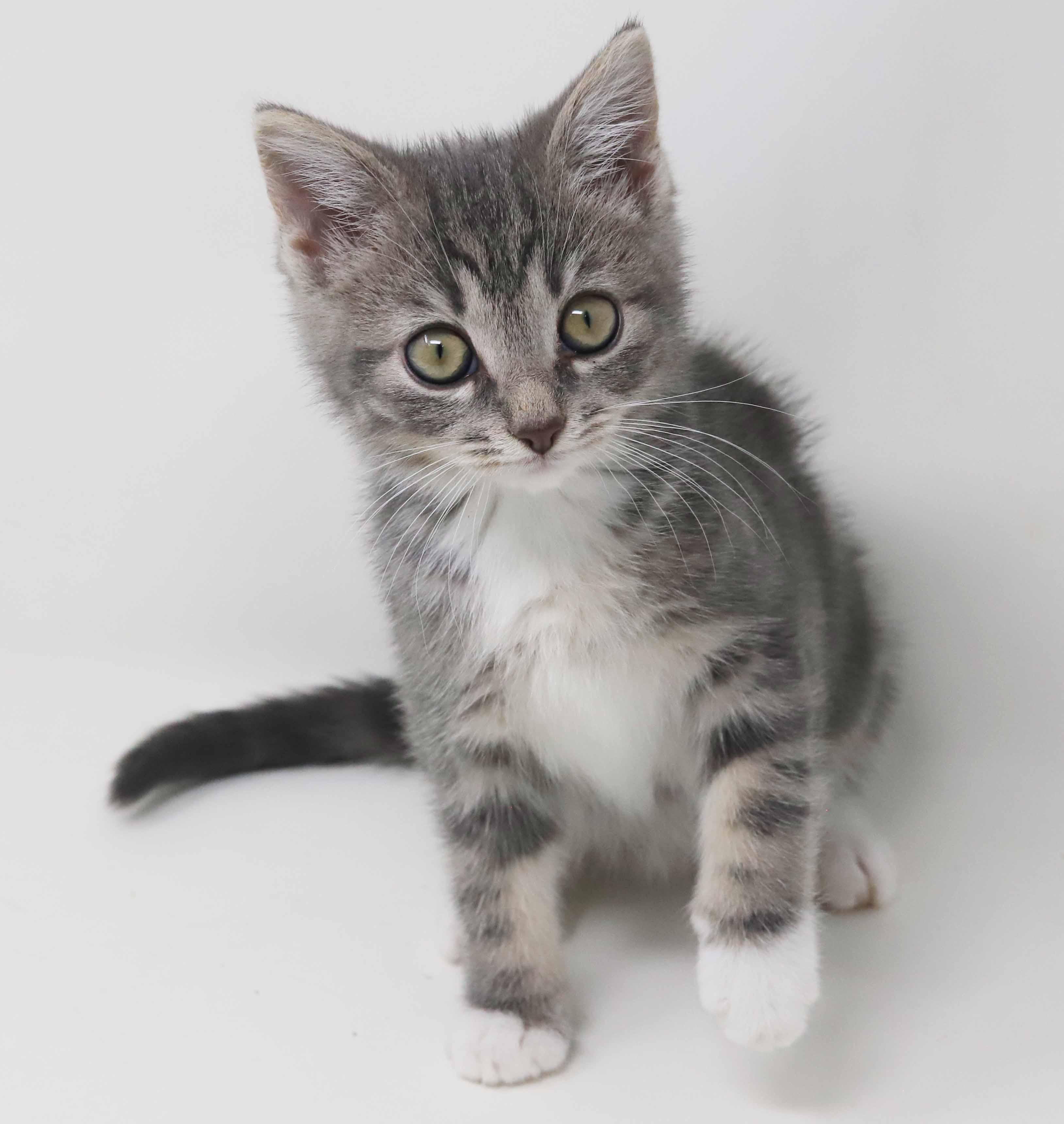 Daffodil and Dixon - teeny tiny darlings!  SOOO fun!