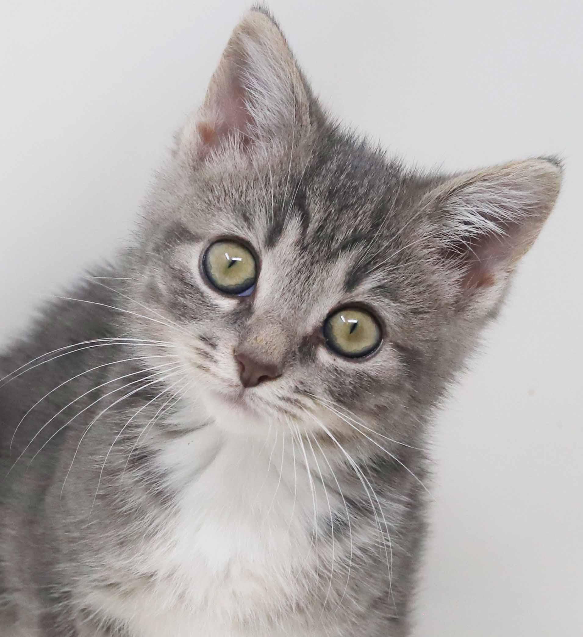 Daffodil and Dixon - teeny tiny darlings!  SOOO fun!