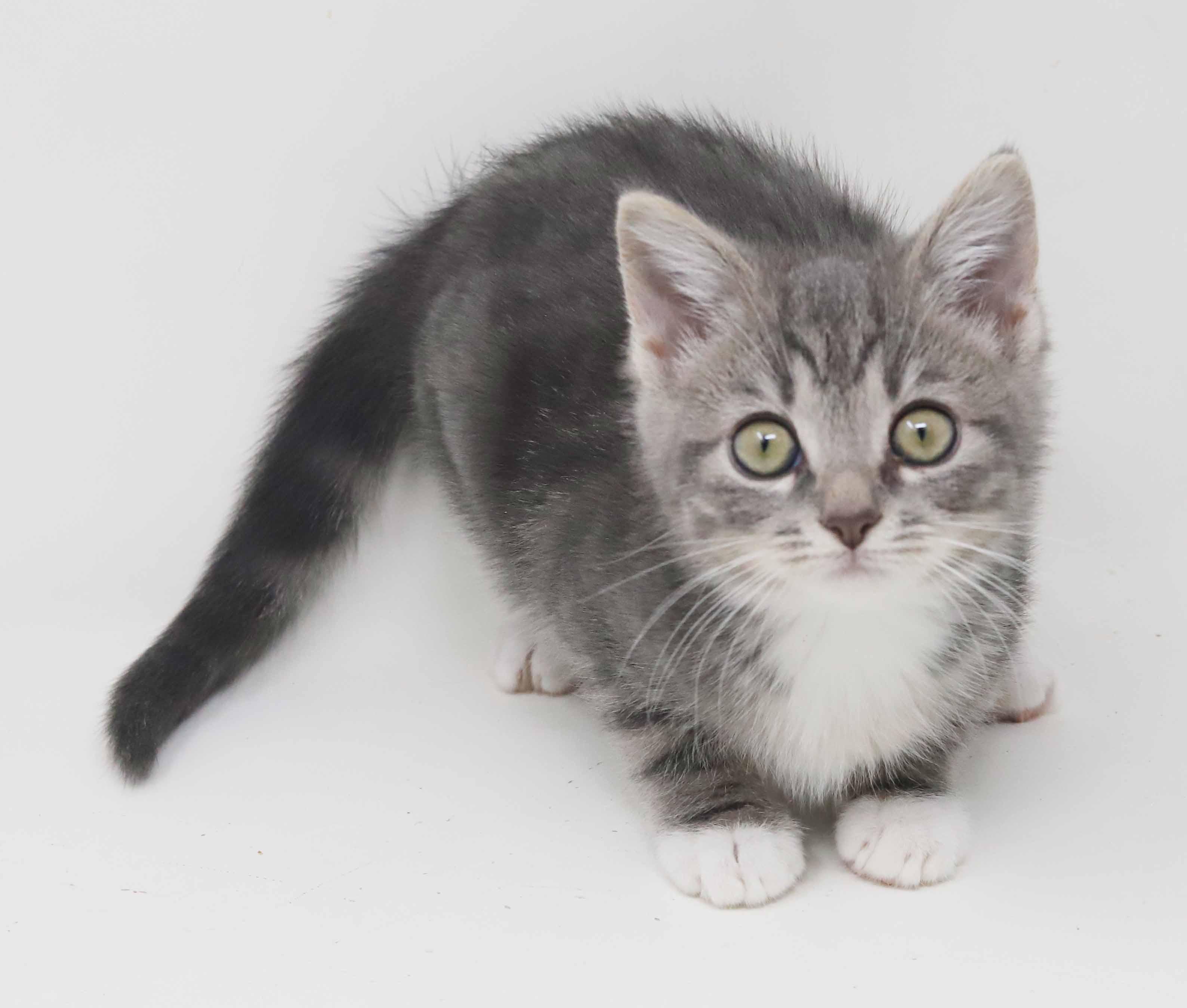 Daffodil and Dixon - teeny tiny darlings!  SOOO fun!