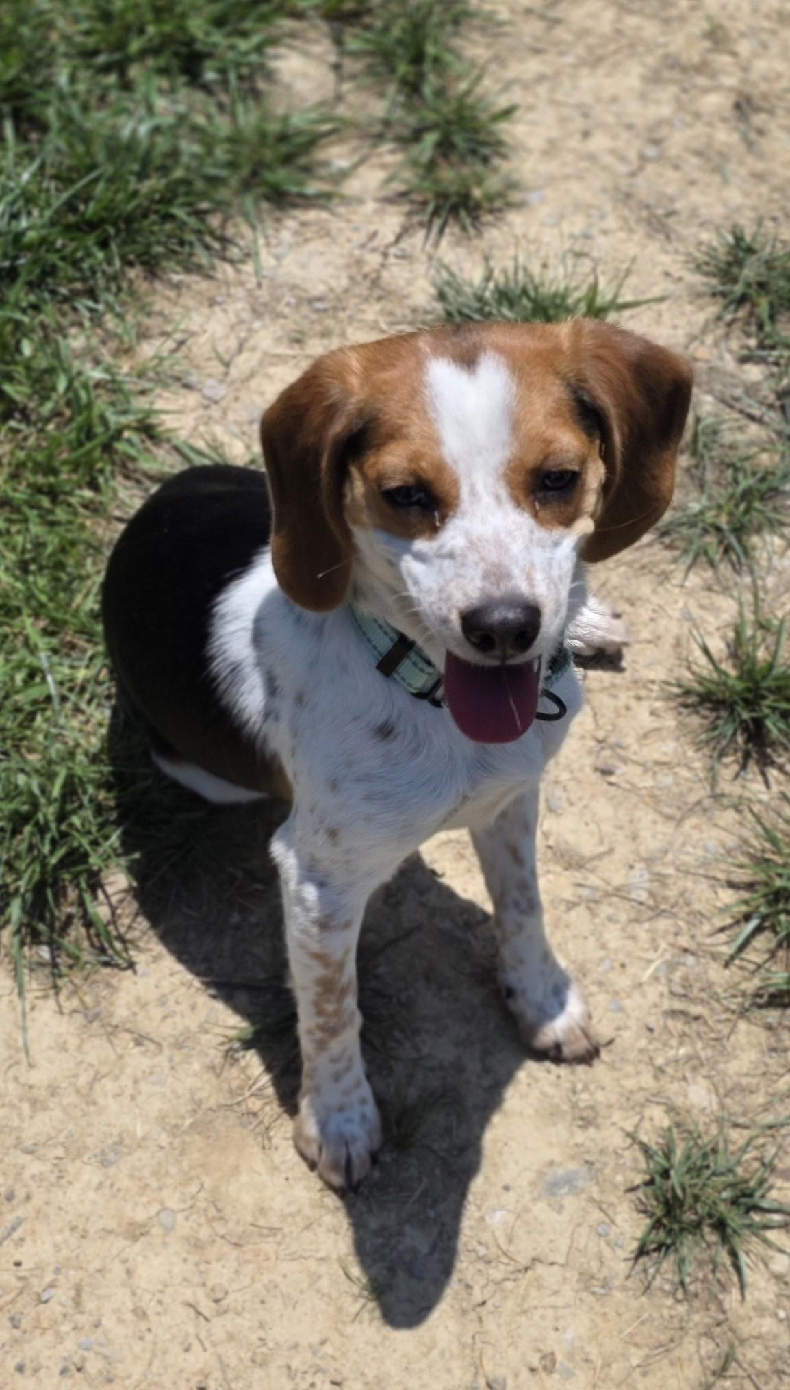 Clover, a ADOPTABLE mixed breed in Shepherdsville, KY image 1/2