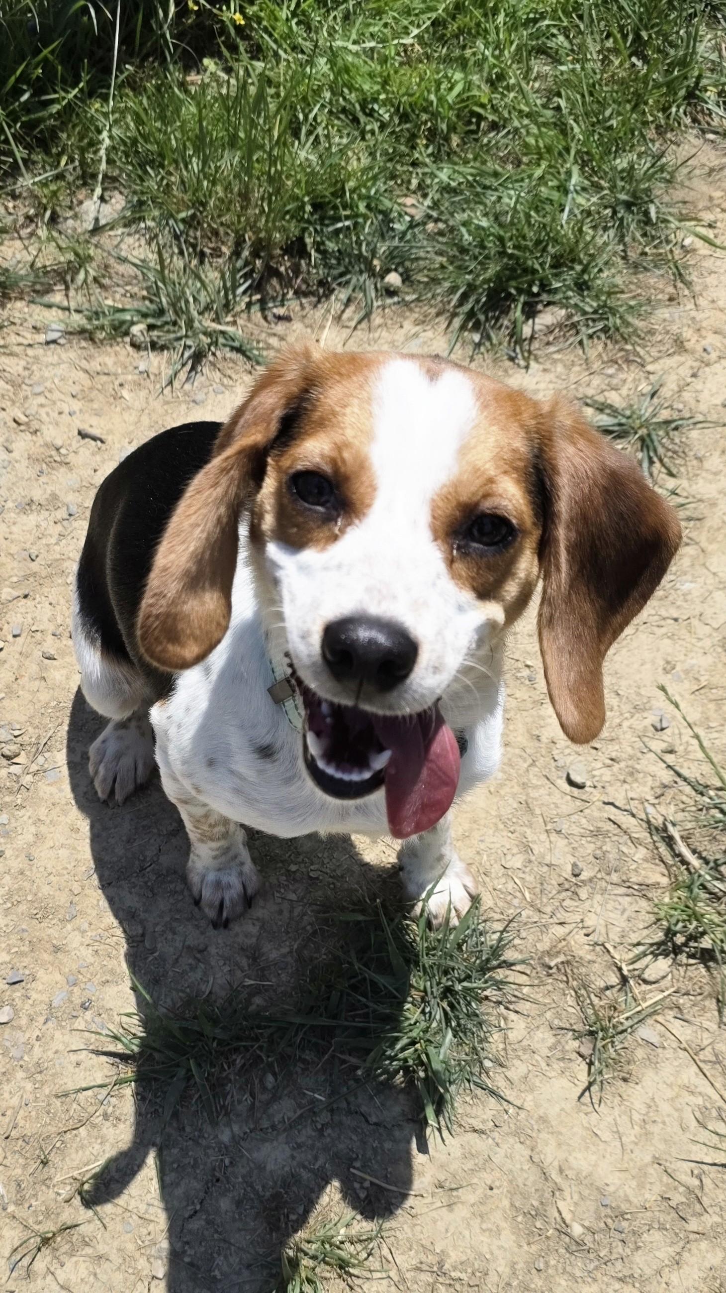 Clover, a ADOPTABLE mixed breed in Shepherdsville, KY image 2/2