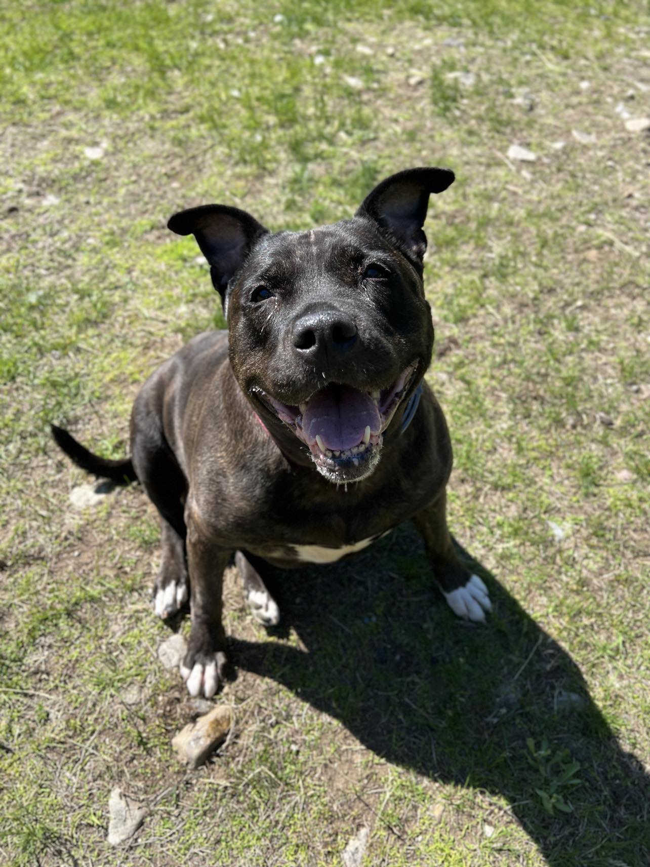 Enlarge Alice, a Adoptable Pit Bull Terrier in Elizabethtown, NY image 1/1