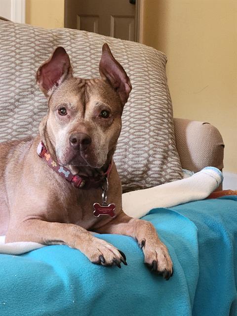 WILLETTE, Adoptable, Adult Female Pit Bull Terrier.