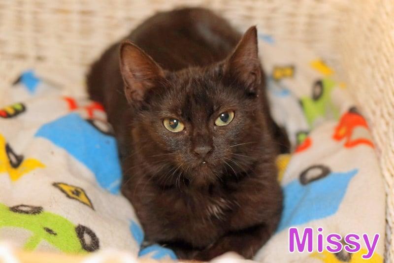 Missy, Baby Female Bombay