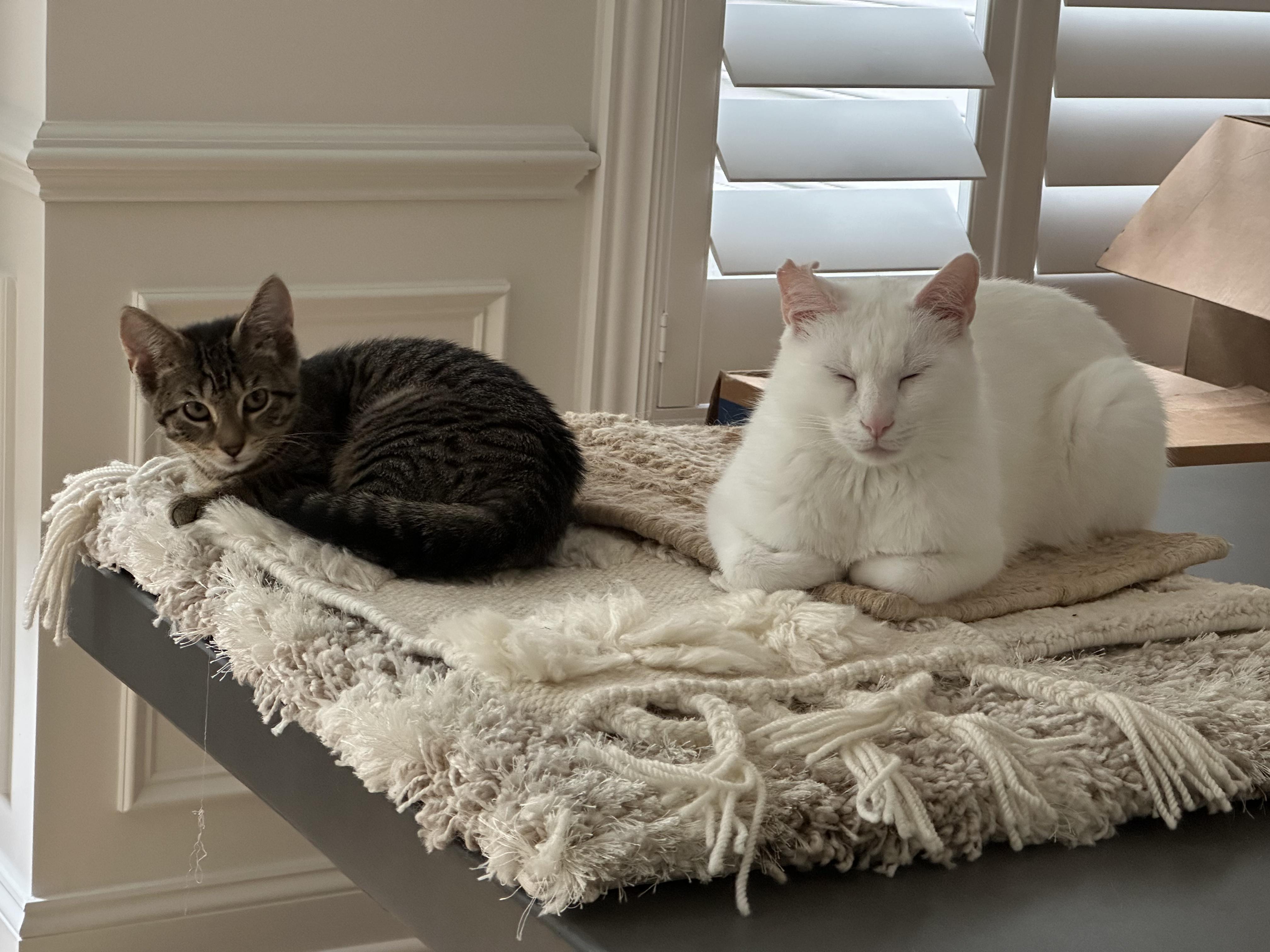 Biscuits, Adopted, Kitten Female Domestic Short Hair.