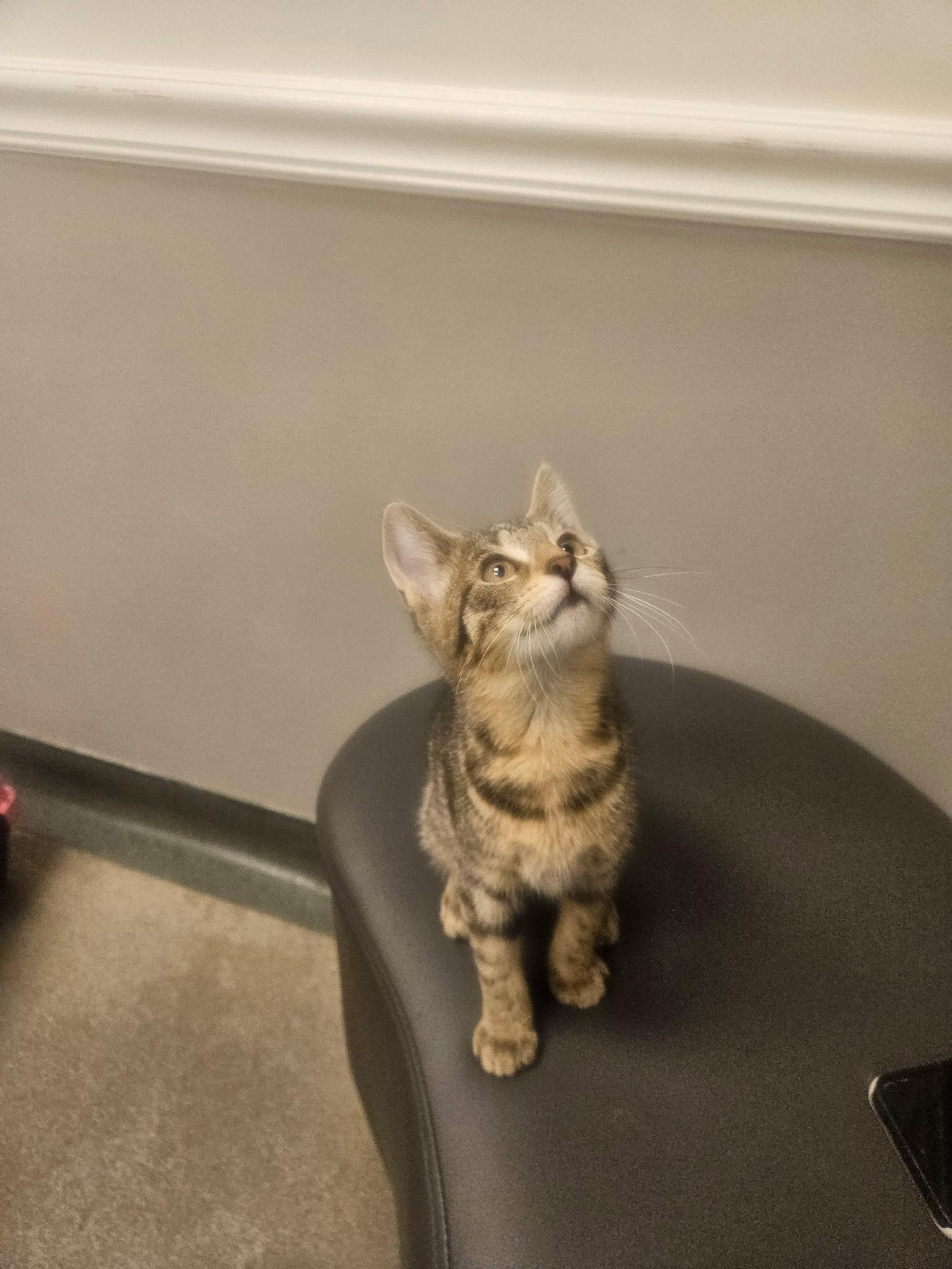 Biscuits