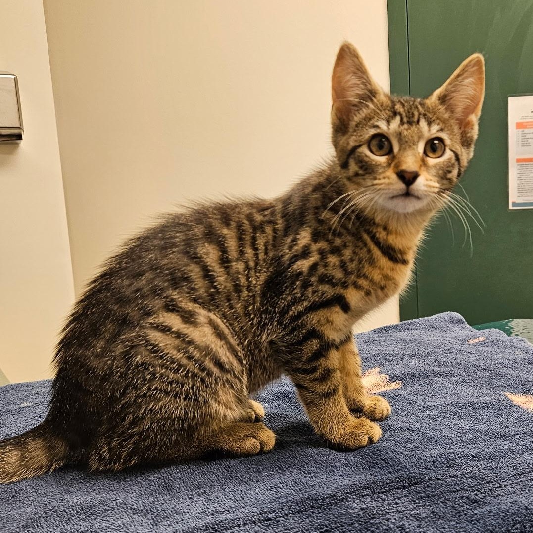 Biscuits, a Adopted mixed breed in Annapolis, MD image 3/6