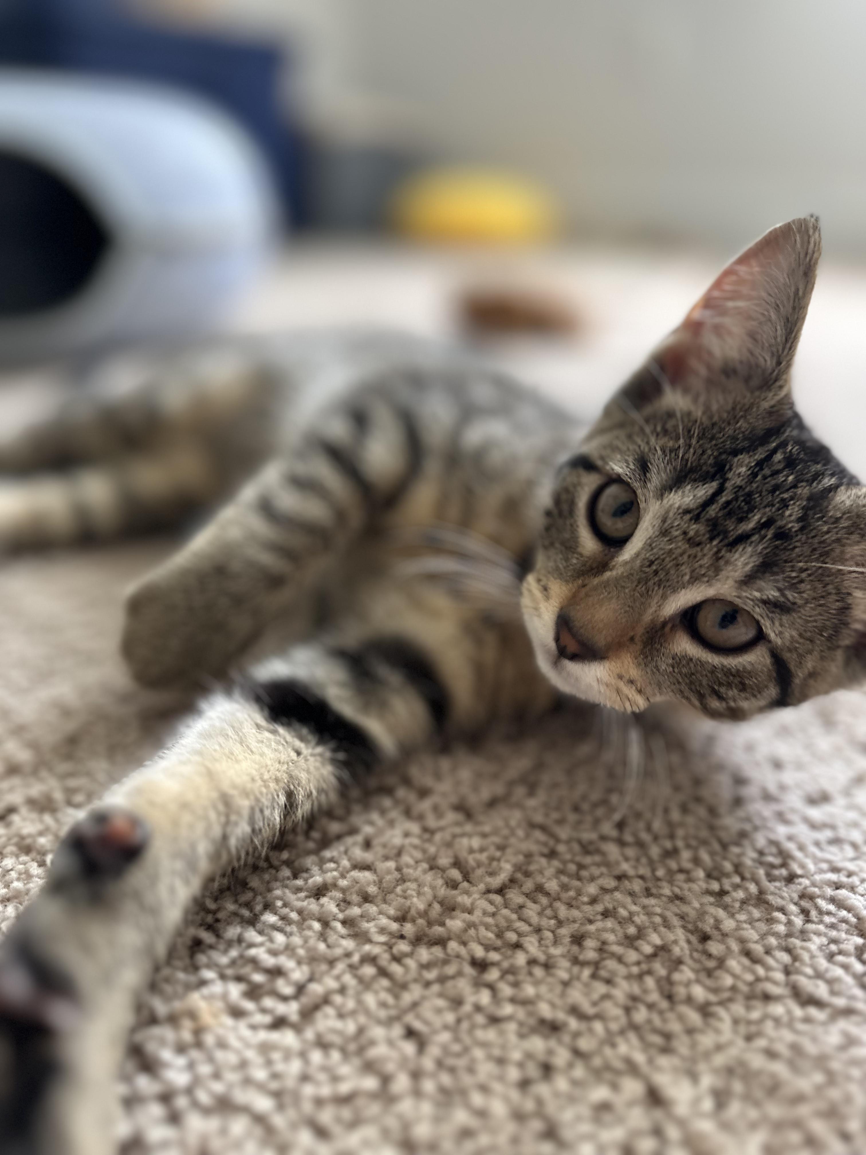 Biscuits, a Adopted mixed breed in Annapolis, MD image 2/6