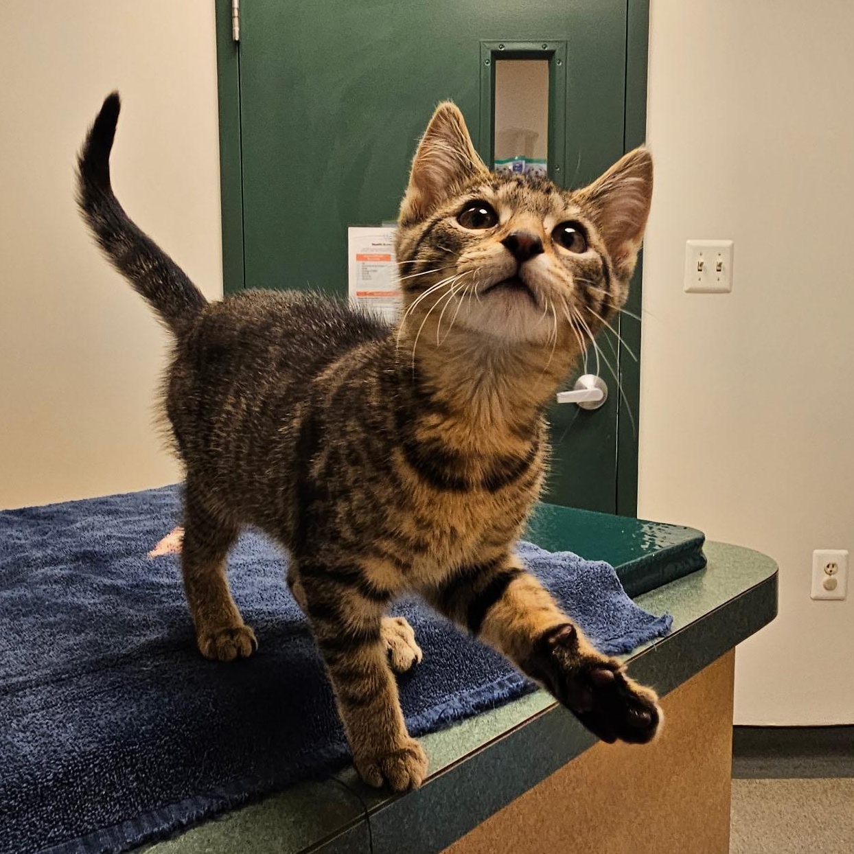 Biscuits, a Adopted mixed breed in Annapolis, MD image 5/6