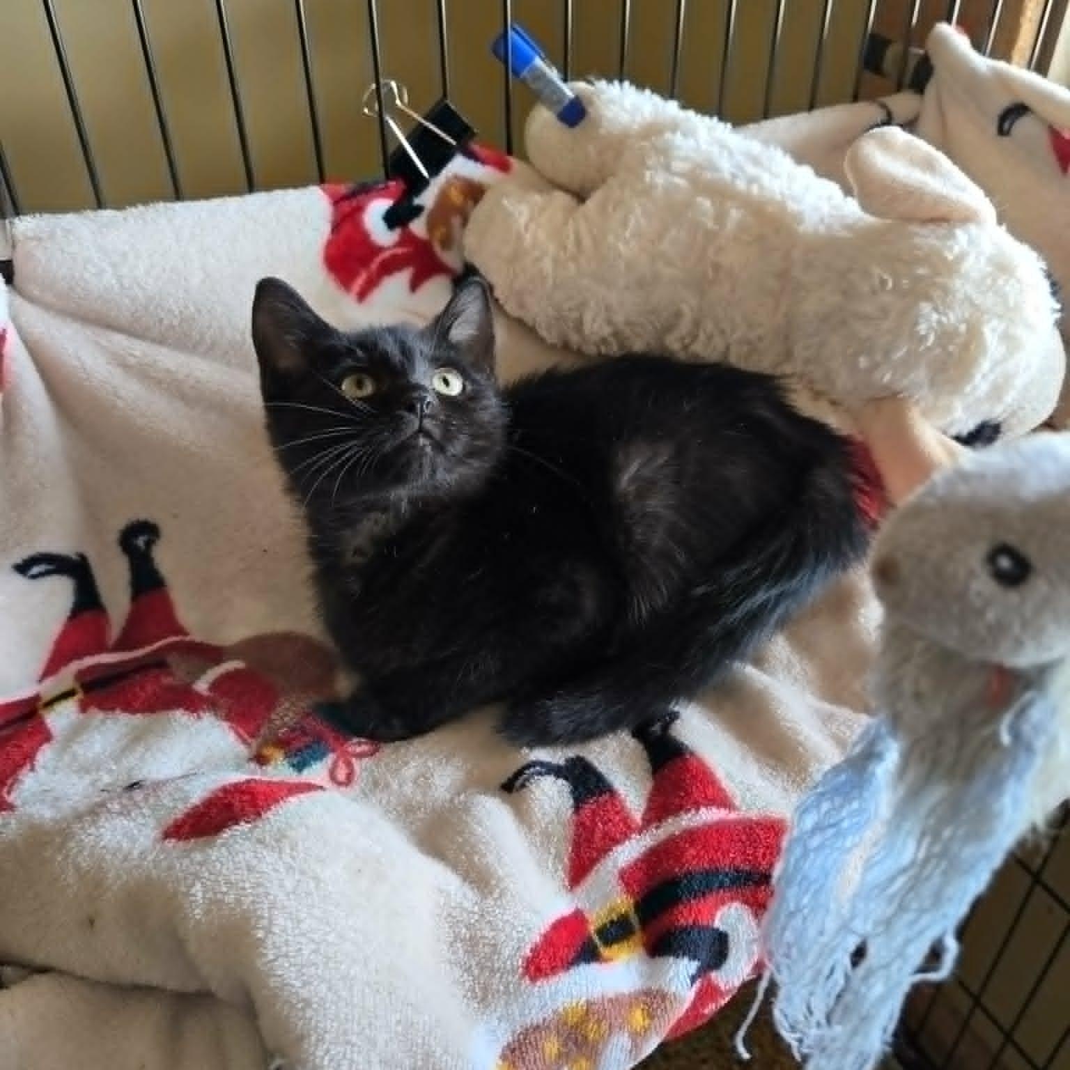 Scary Spice, a ADOPTABLE Domestic Short Hair in Lancaster, KY image 2/3
