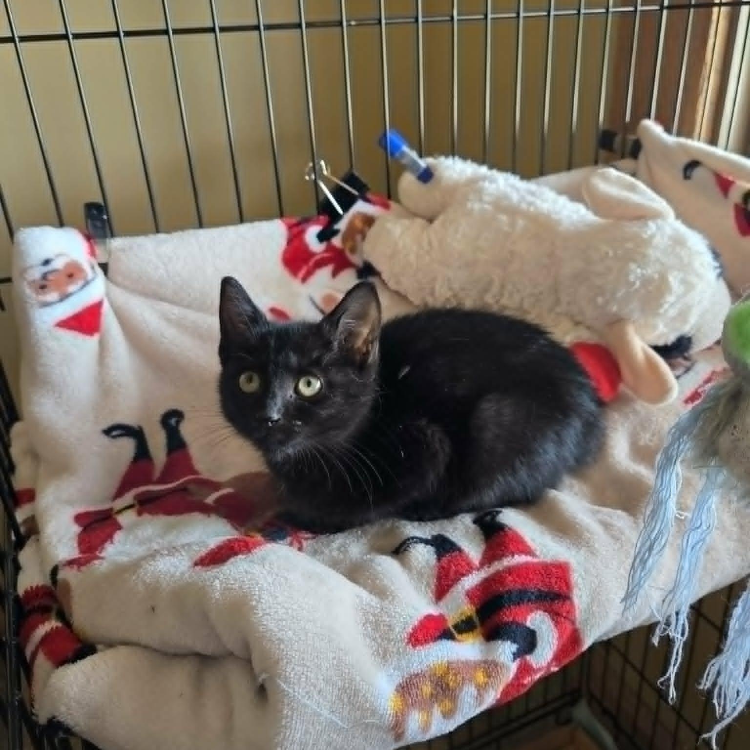 Scary Spice, a ADOPTABLE Domestic Short Hair in Lancaster, KY image 3/3