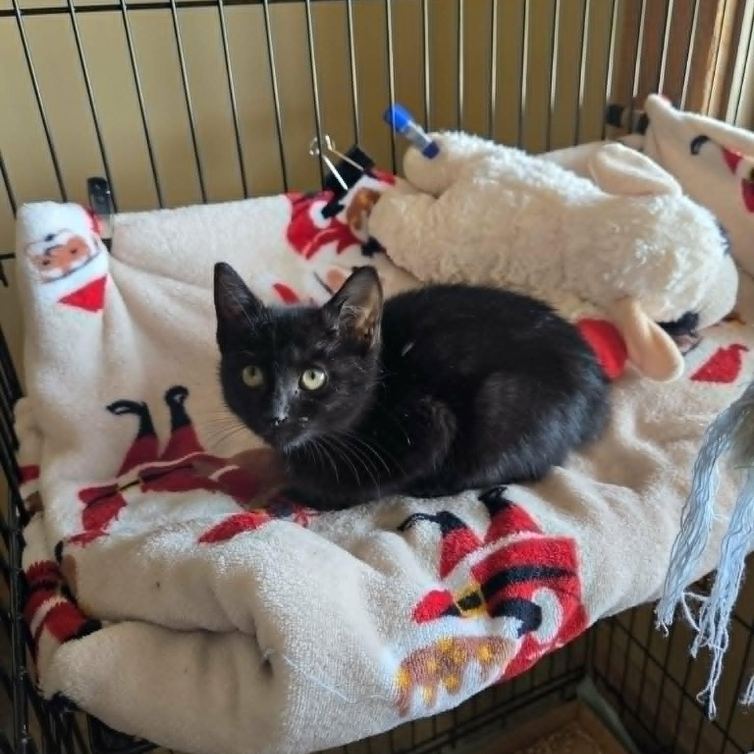Scary Spice, ADOPTABLE, Kitten Female Domestic Short Hair.