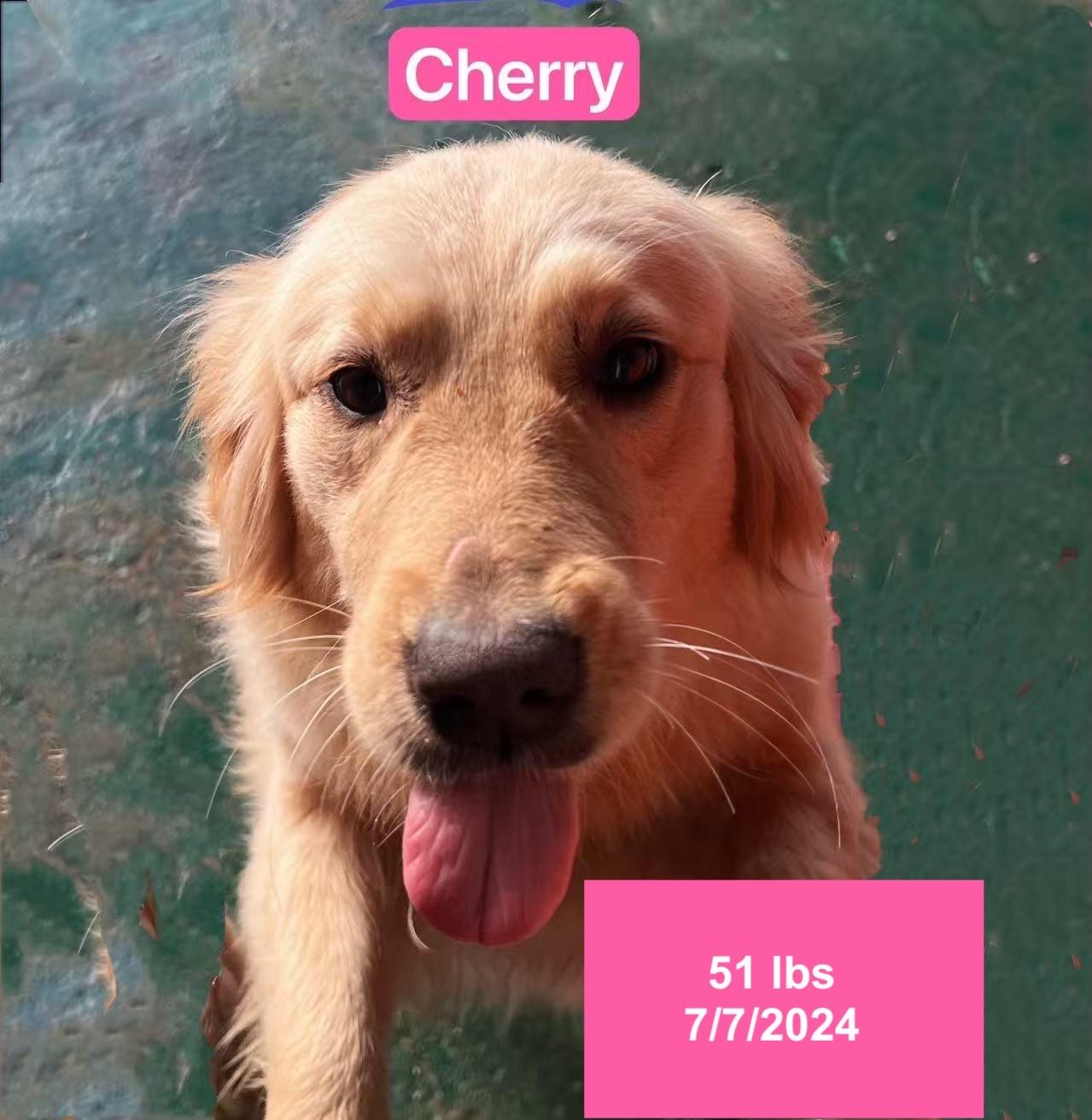 Enlarge Cherry, a ADOPTABLE Golden Retriever in West Hollywood, CA image 2/3