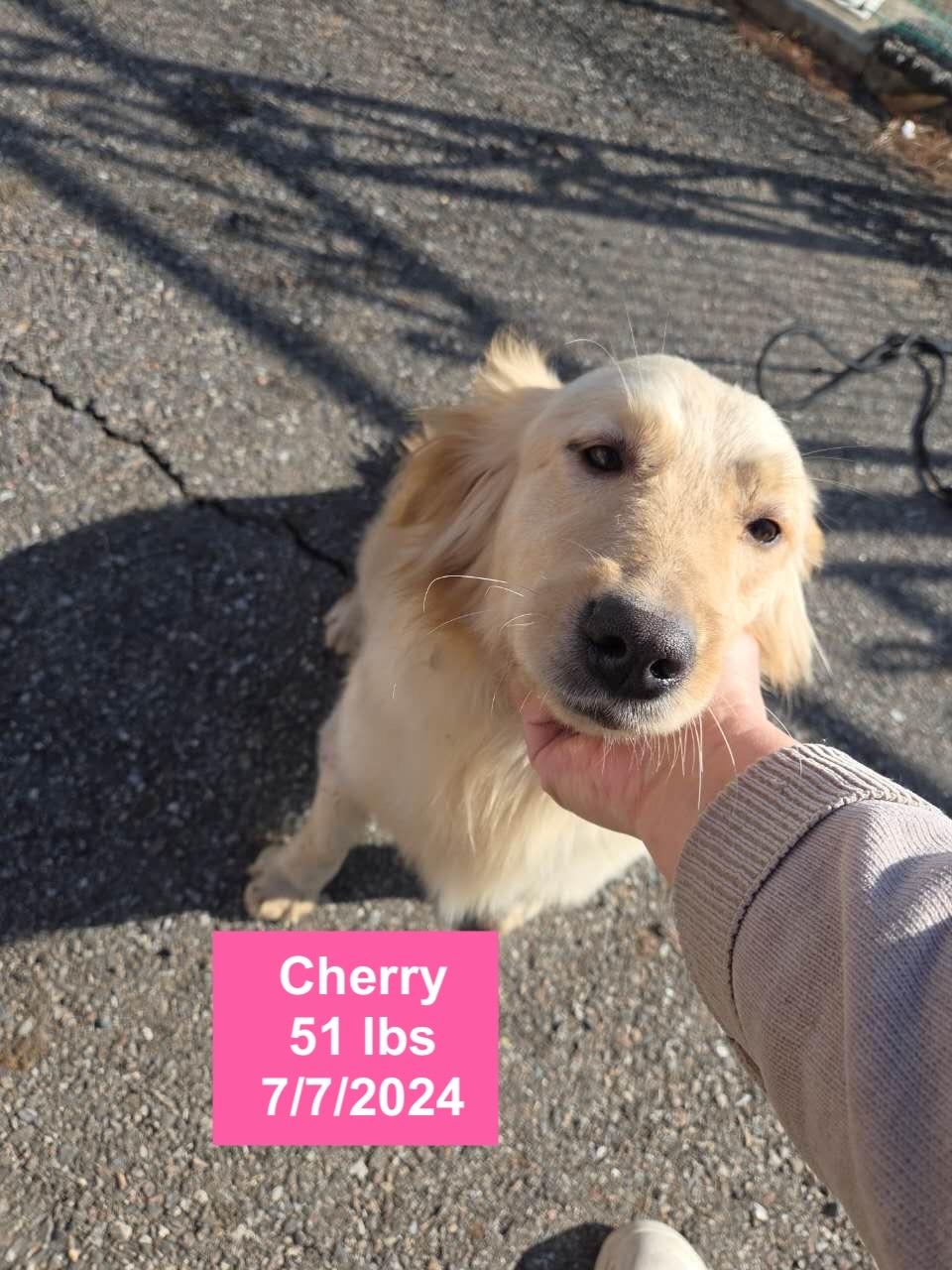 Cherry, ADOPTABLE, Young Female Golden Retriever.