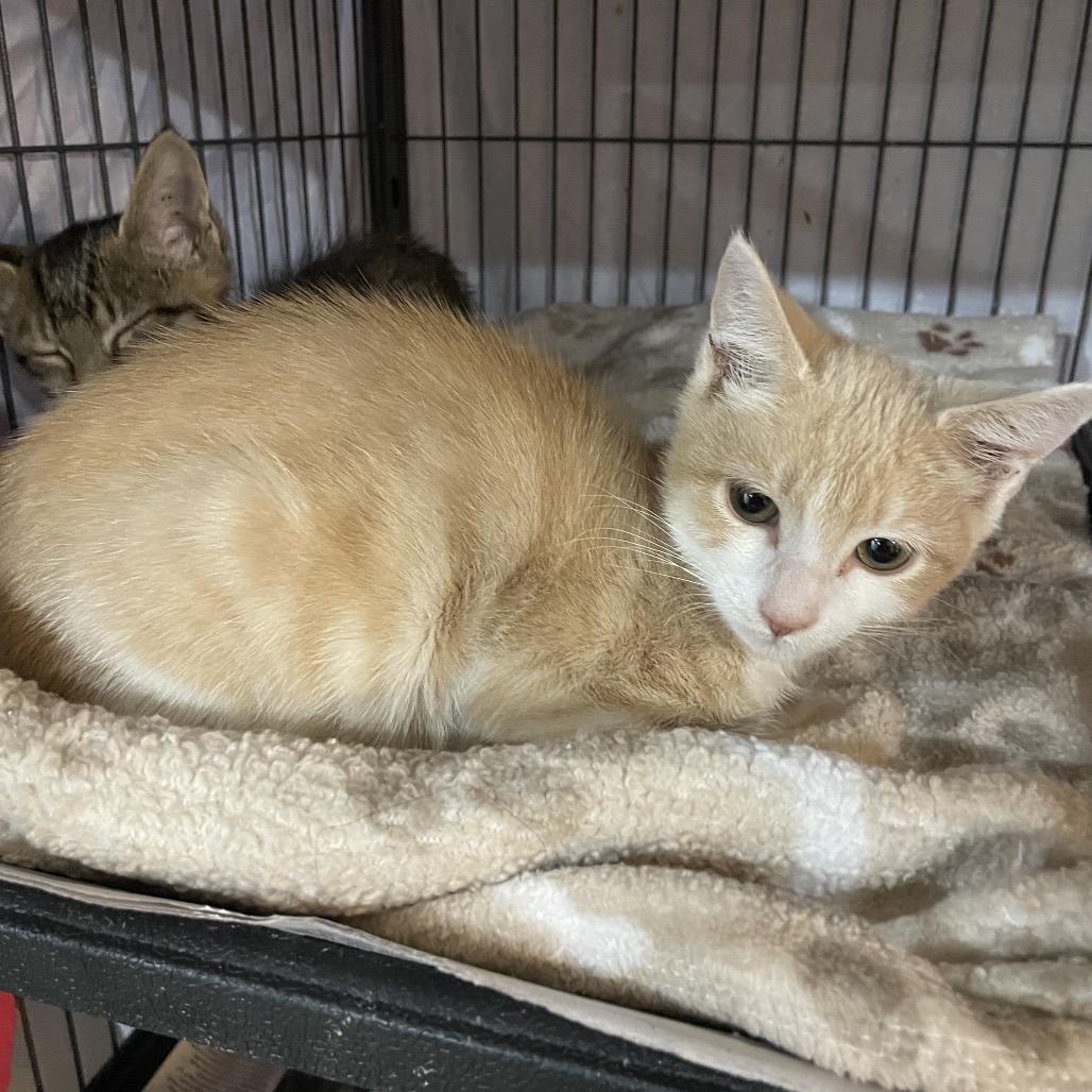 Buffie, Adoptable, Kitten Female Domestic Short Hair.