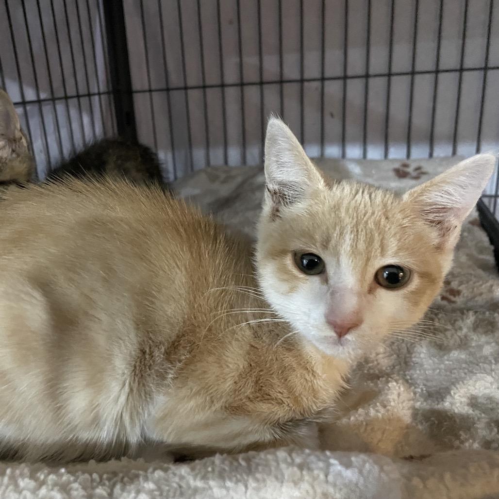 Enlarge Buffie, a Adoptable Domestic Short Hair in Waldorf, MD image 3/6