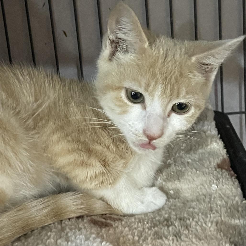 Enlarge Buffie, a Adoptable Domestic Short Hair in Waldorf, MD image 4/6