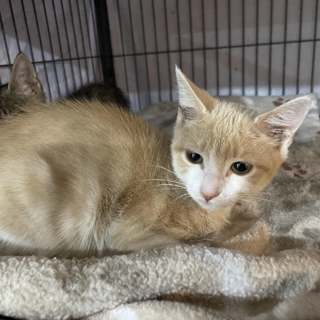 Enlarge Buffie, a Adoptable Domestic Short Hair in Waldorf, MD image 5/6