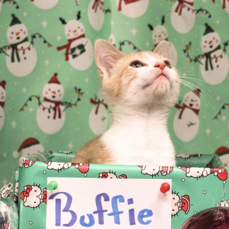 Enlarge Buffie, a Adoptable Domestic Short Hair in Waldorf, MD image 6/6