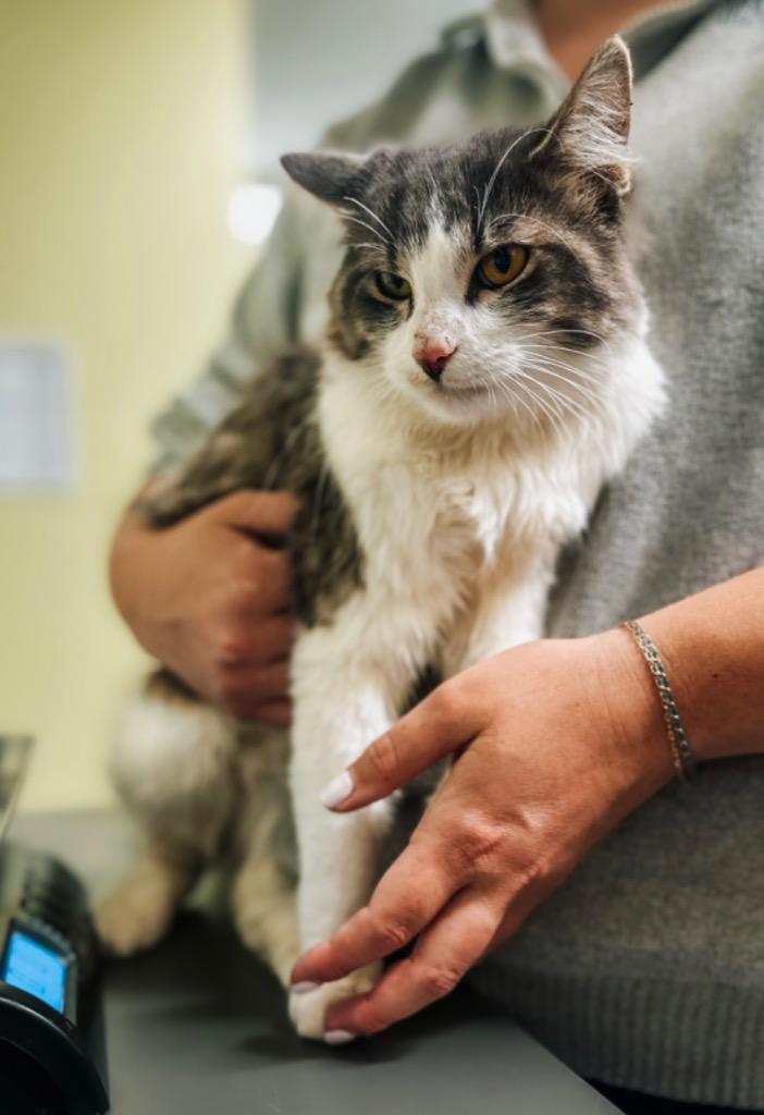 Enlarge Contraband, a Adopted mixed breed in Auburn, IN image 1/1