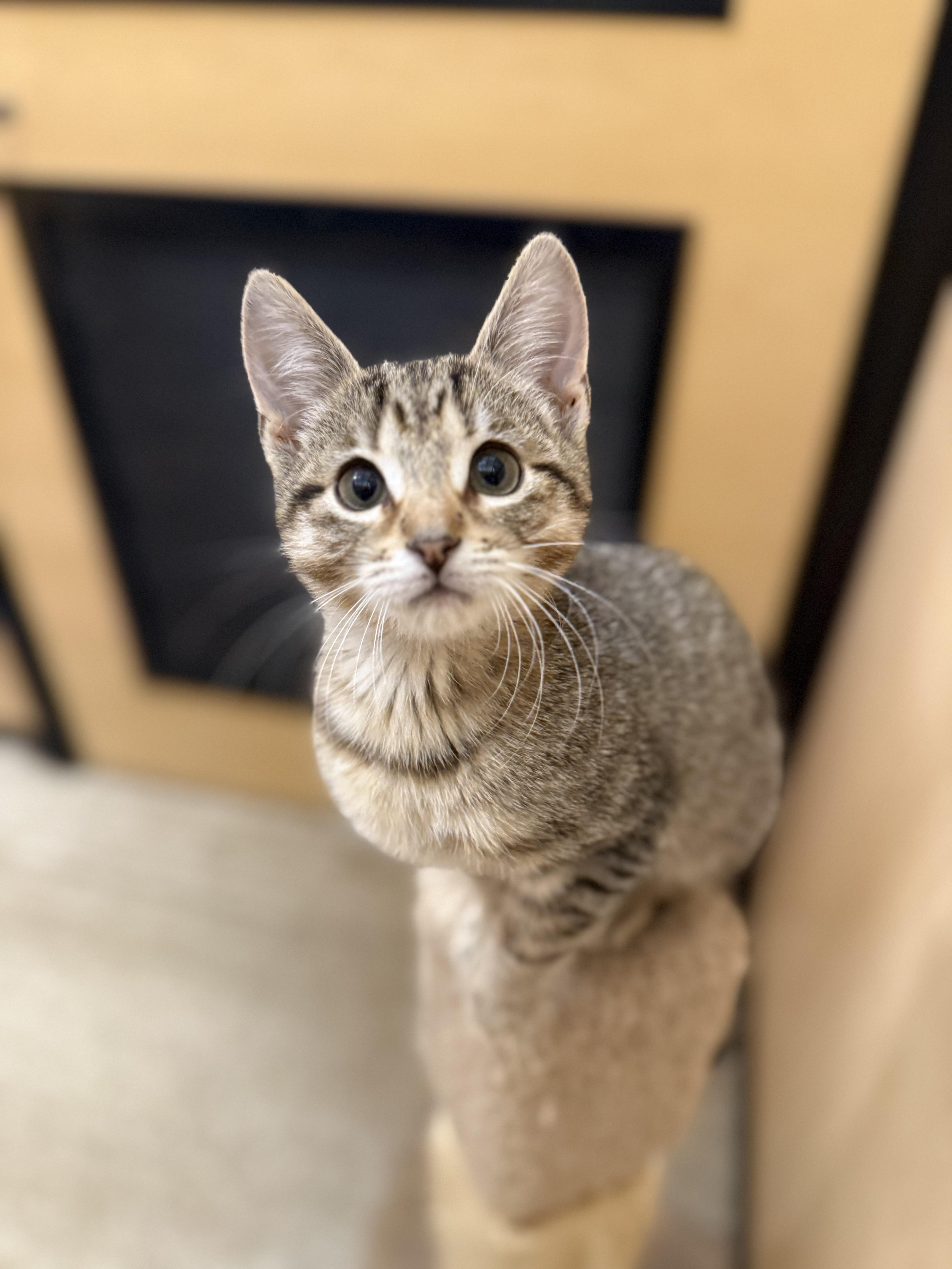 Fish Stick & French Fry