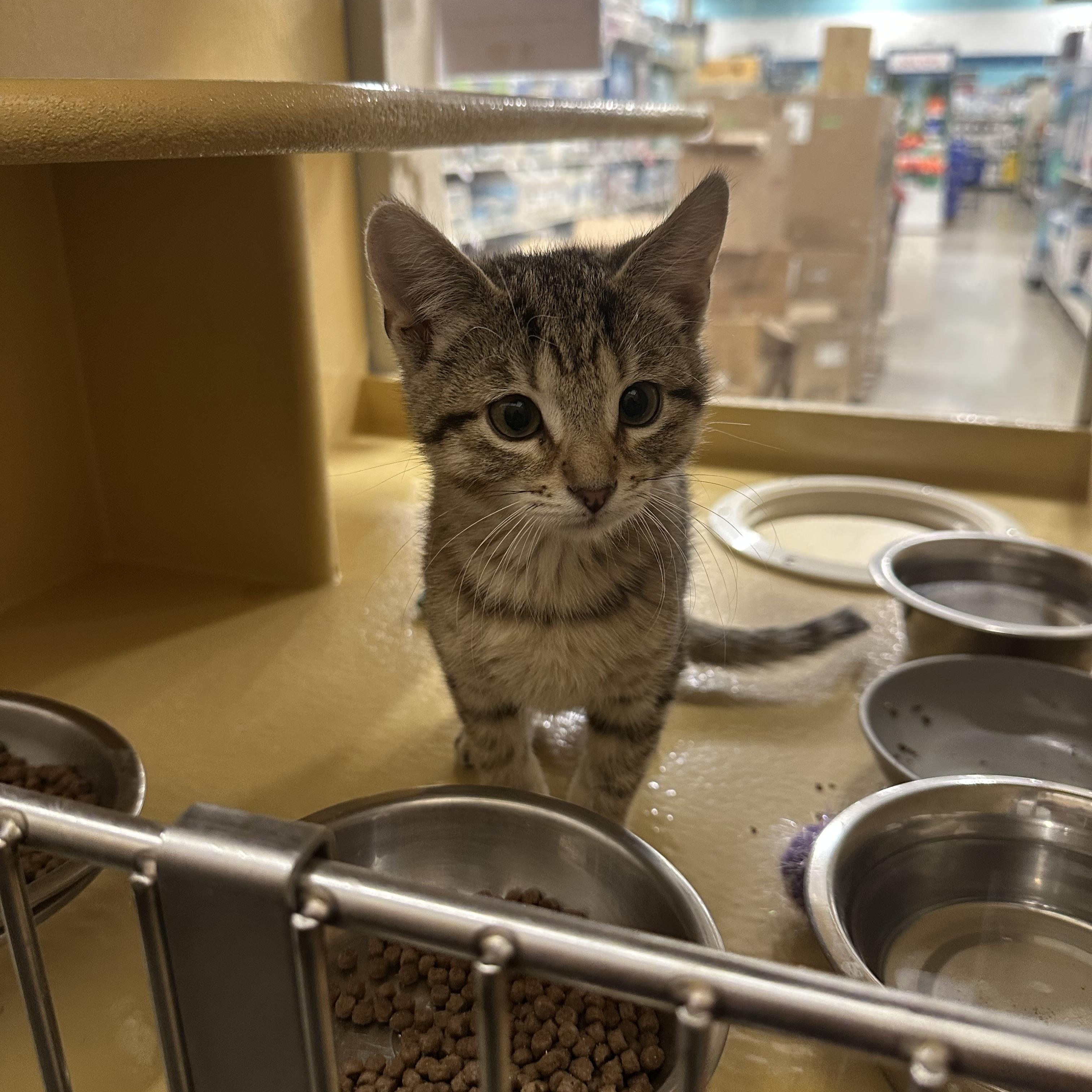 Fish Stick & French Fry