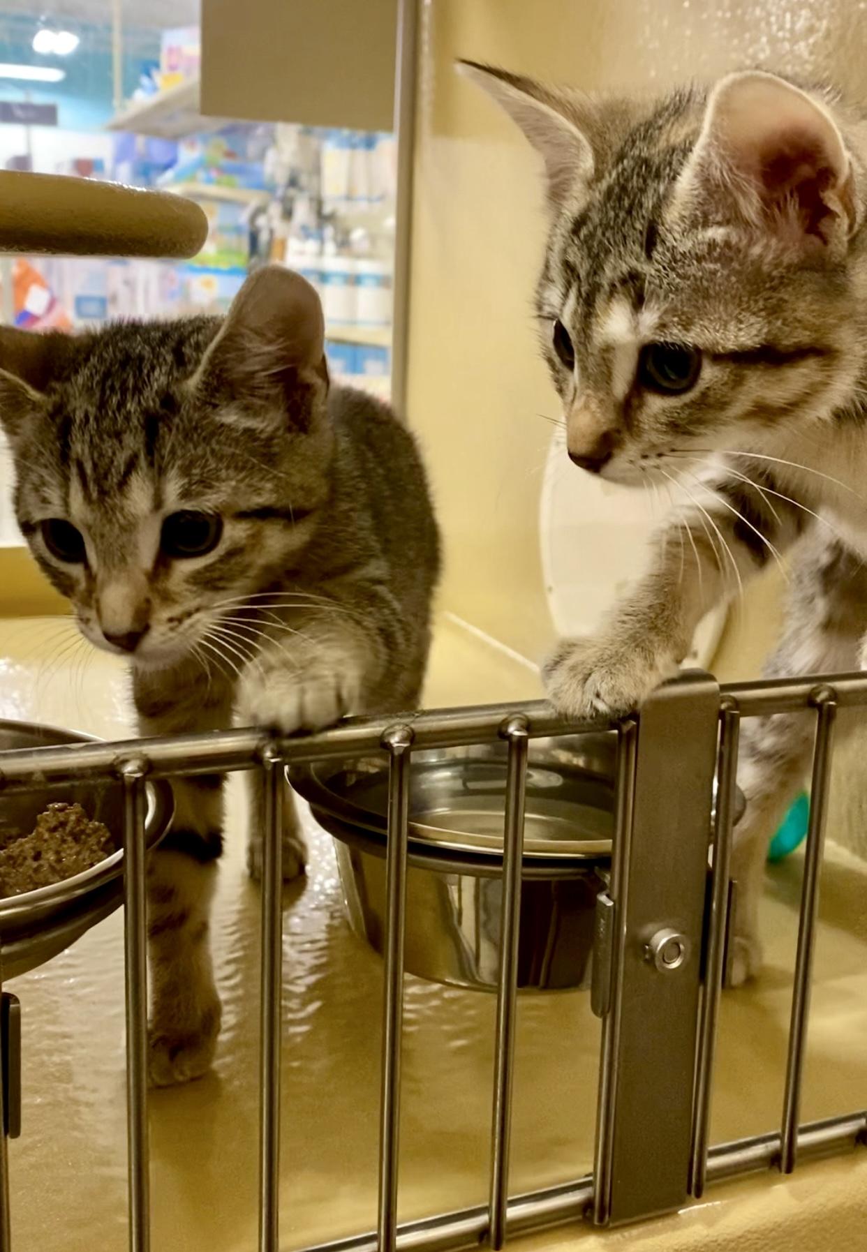 Fish Stick & French Fry